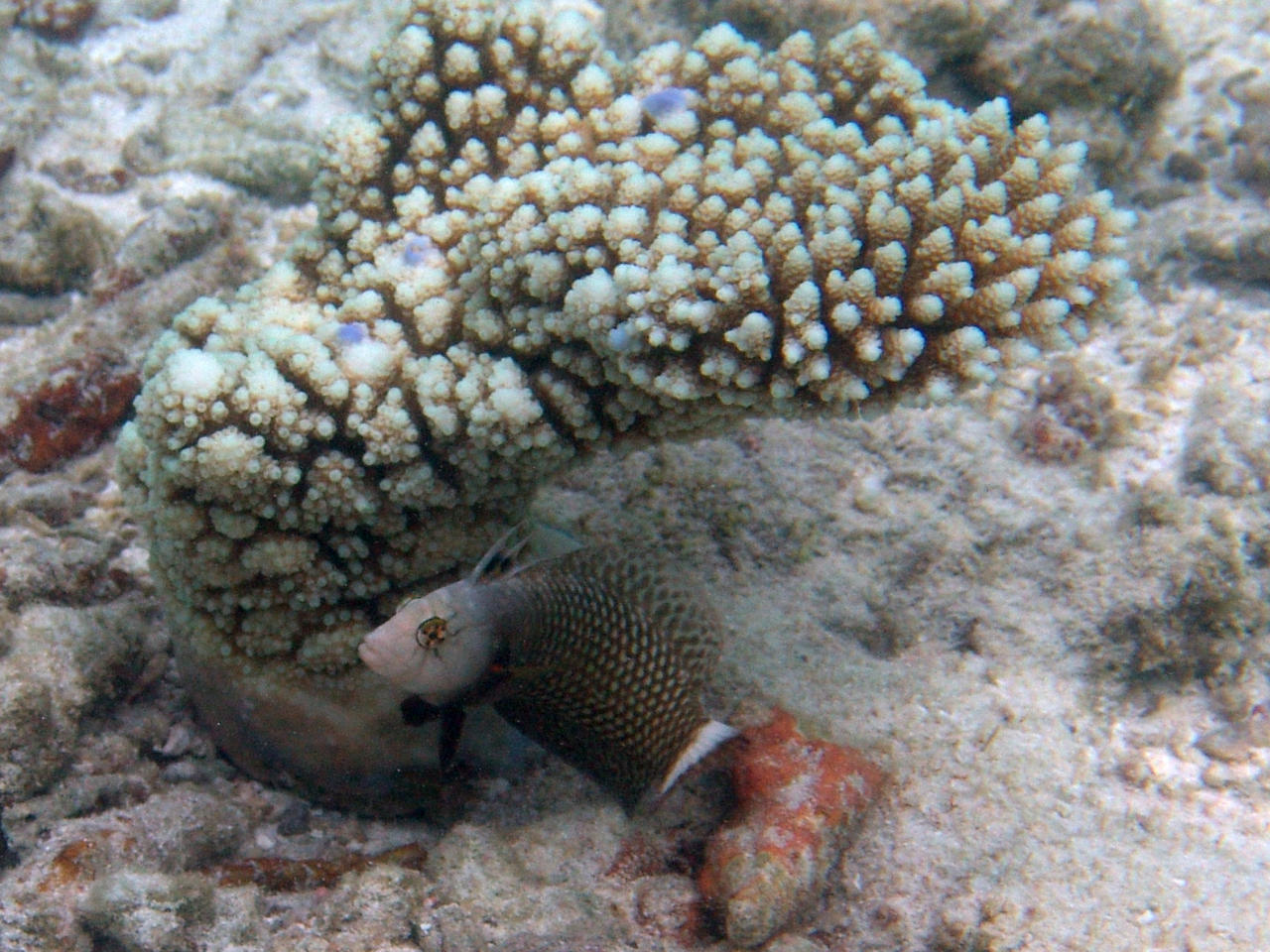 Brauner Bäumchenfisch - Novaculichthys taeniourus