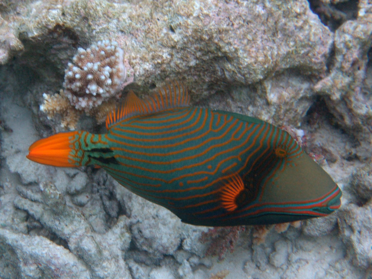 Orangestreifen-Drückerfisch - Balistapus undulatus