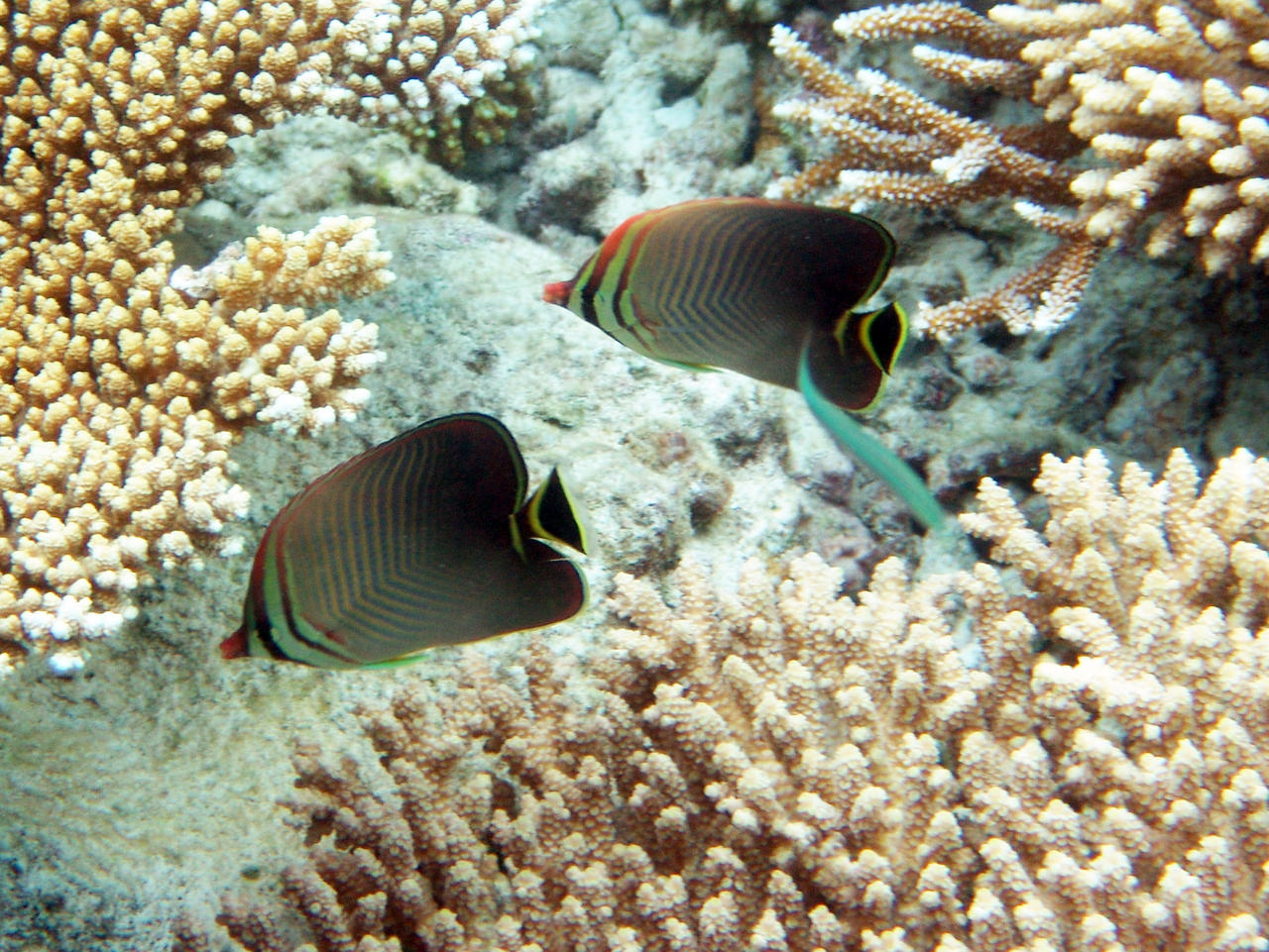 Indischer Baroness-Falterfisch - Chaetodon triangulum