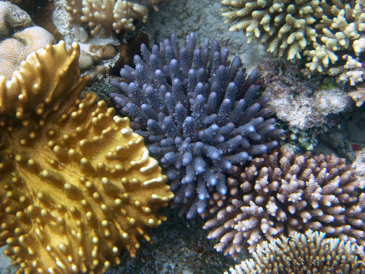 Korallenpracht