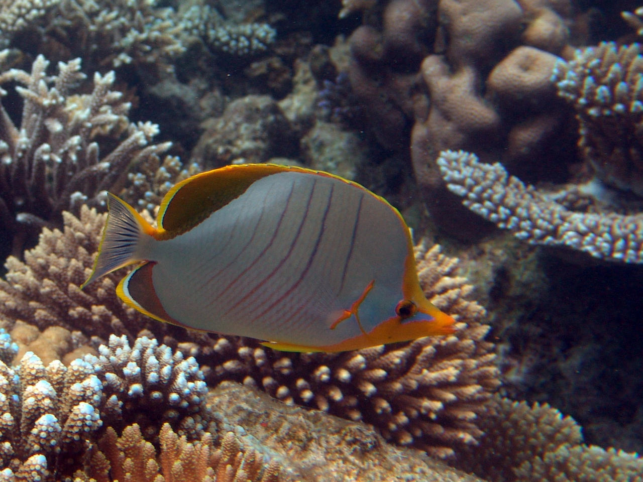 Gelbkopf-Falterfisch - Chaetodon xanthocephalus