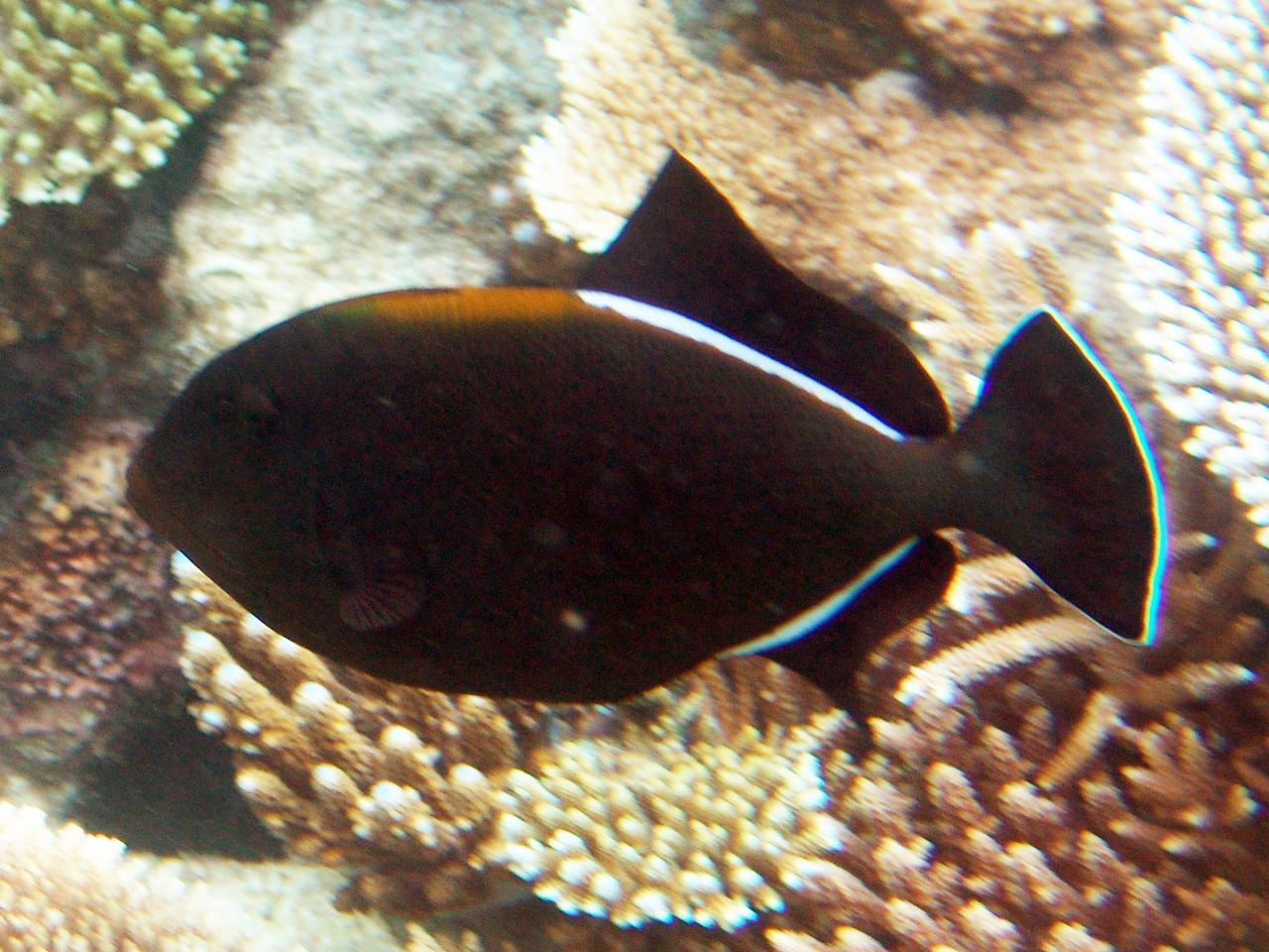 Indischer Drückerfisch - Melichthys indicus