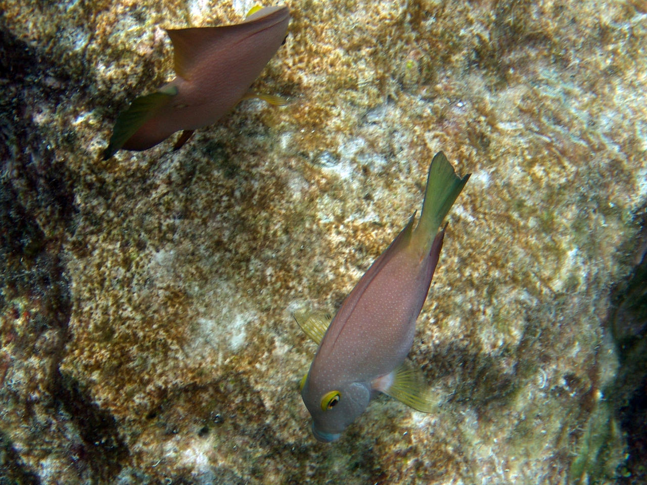 Goldring-Borstenzahndoktor - Ctenochaetus truncatus