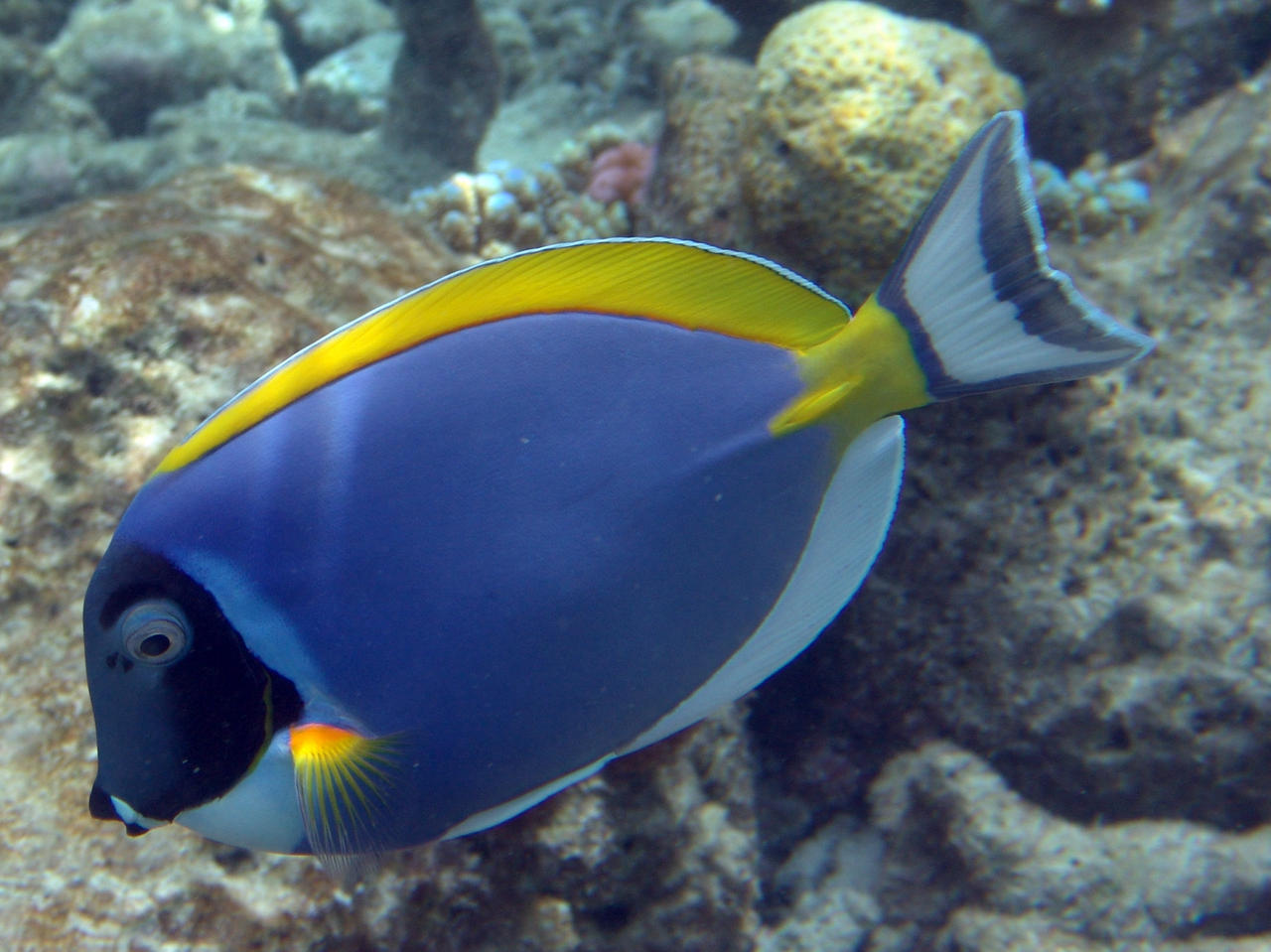 Weißkehl-Doktorfisch - Acanthurus leucosternon