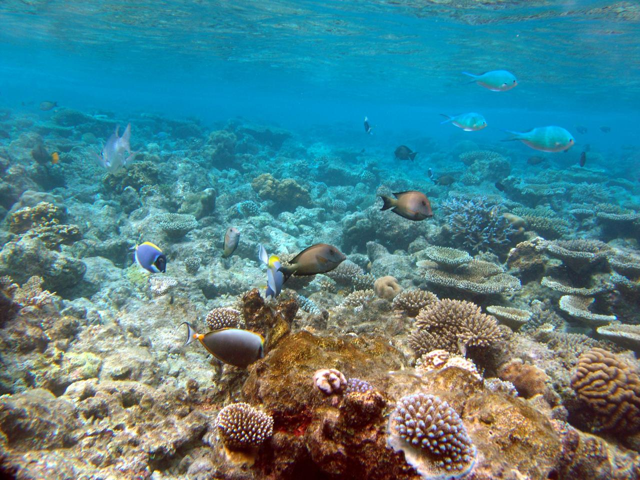 Korallen werden abgeerntet