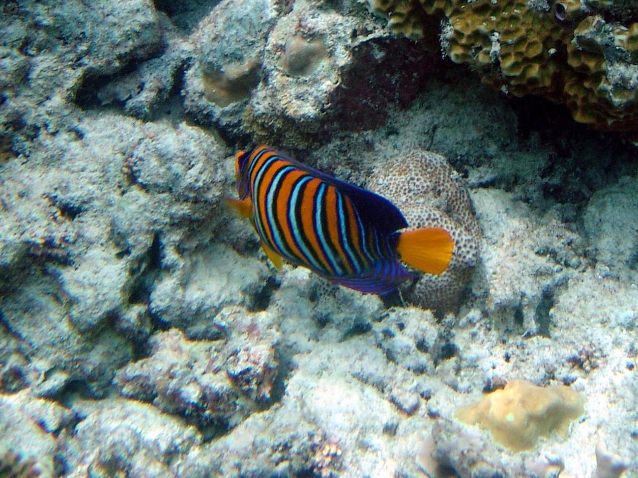 Pfauen-Kaiserfisch - Royal angelfish - Pygoplites diacanthus