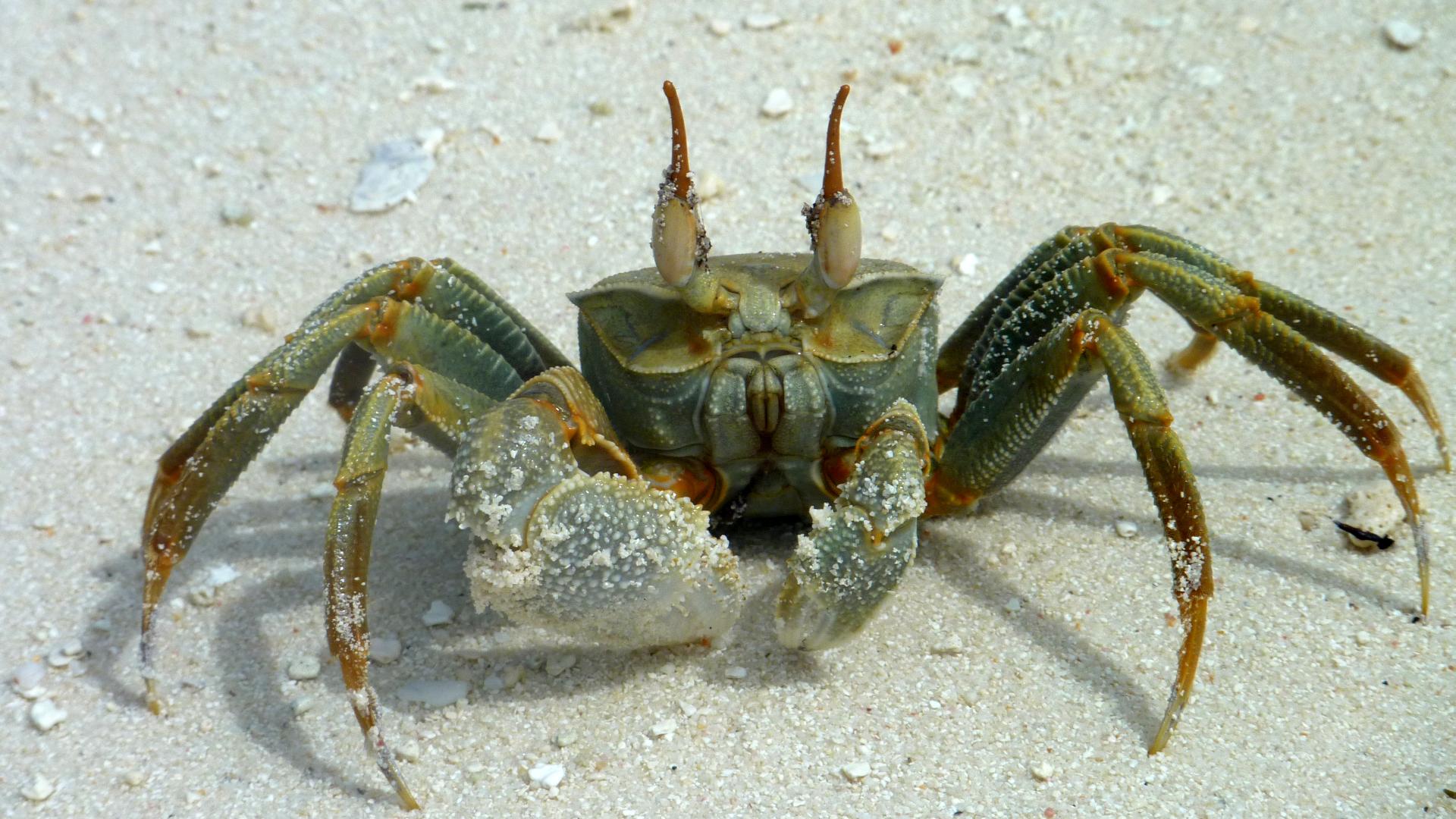 Eine Krabbe am Strand