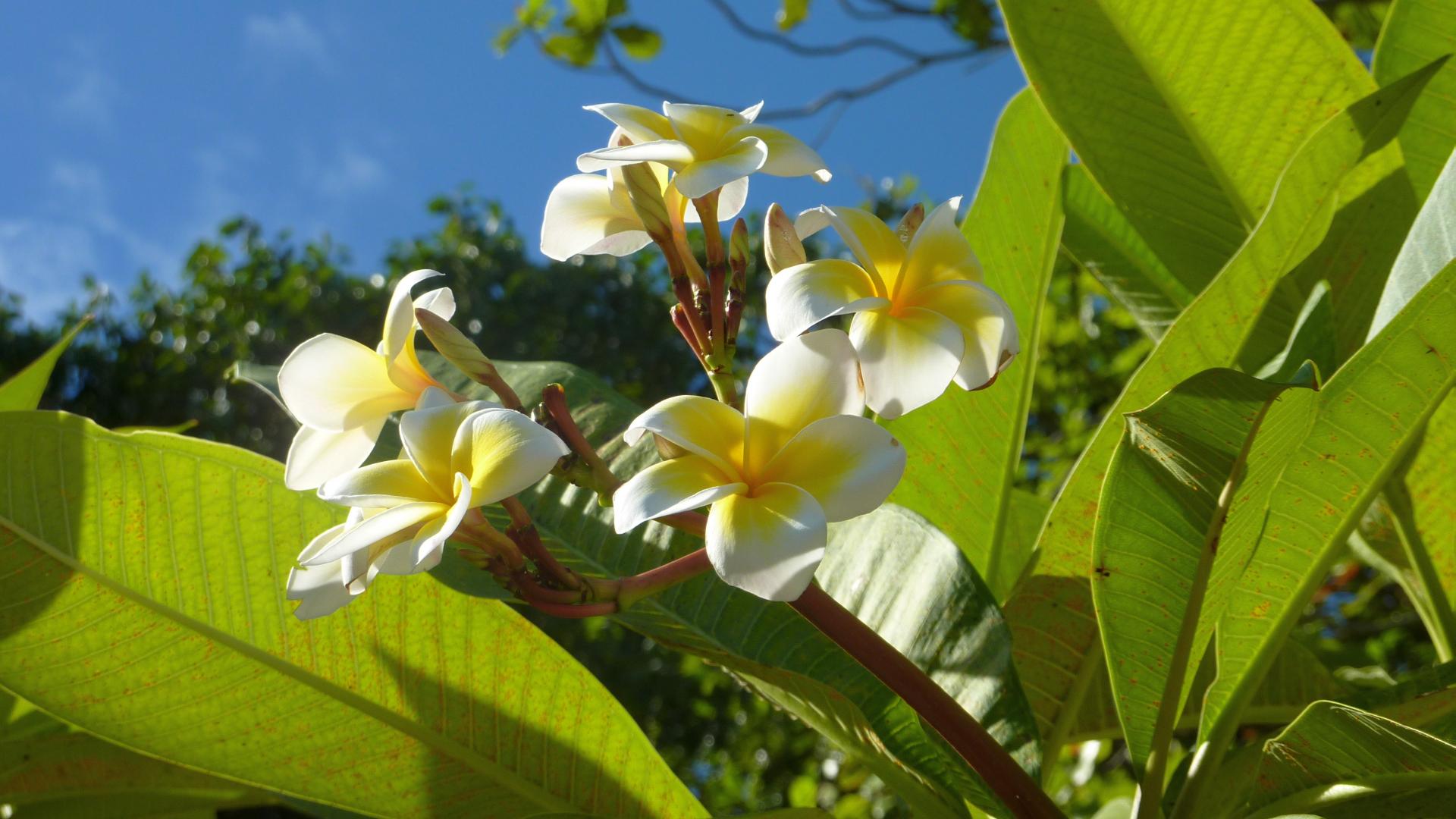 Blüte