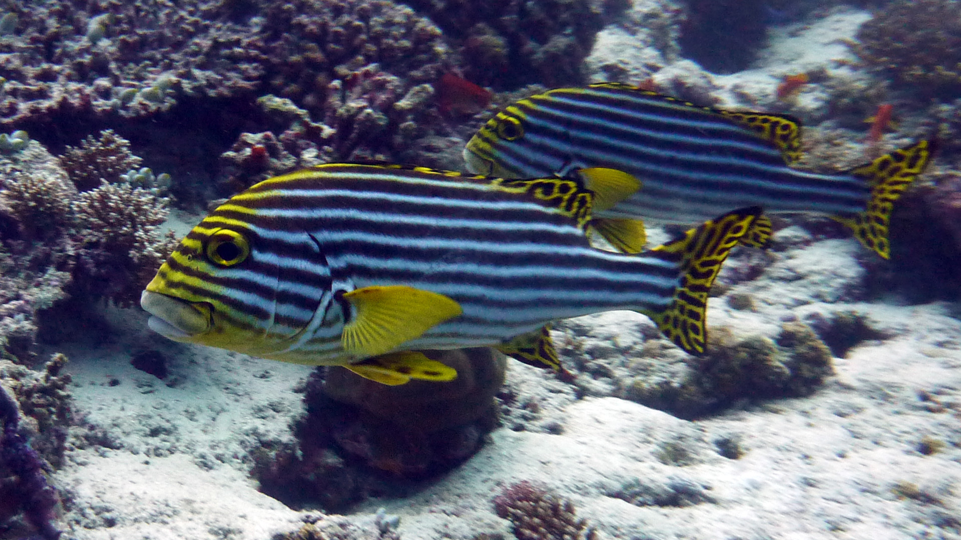 Orient-Süßlippe - Plectorhinchus orientalis