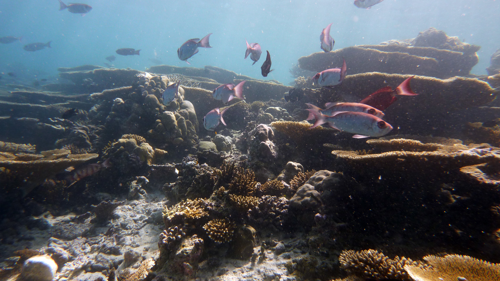 Schwarzbinden Soldatenfische - Myripristis adusta