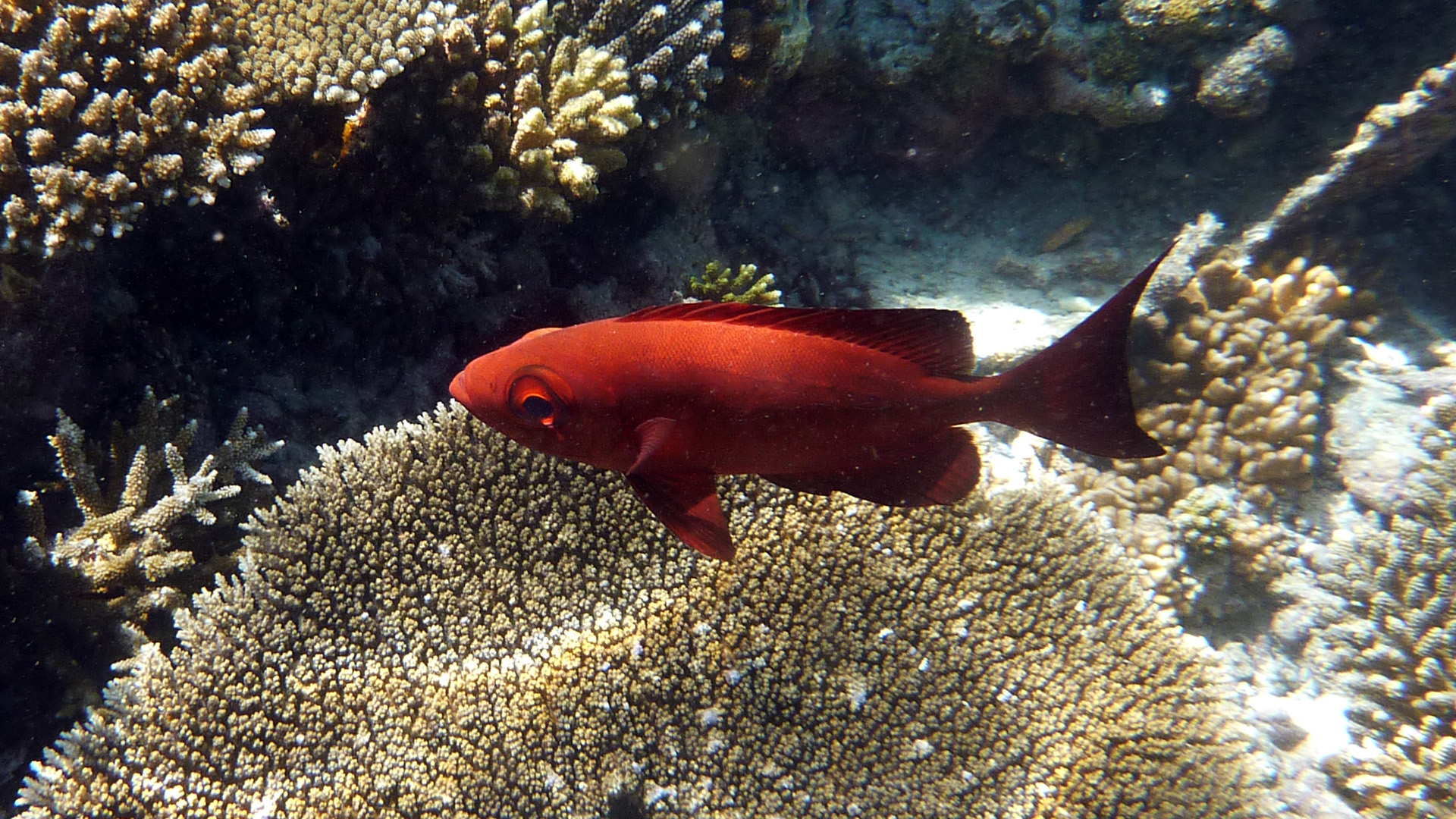 Soldatenfisch - Myripristis sp.