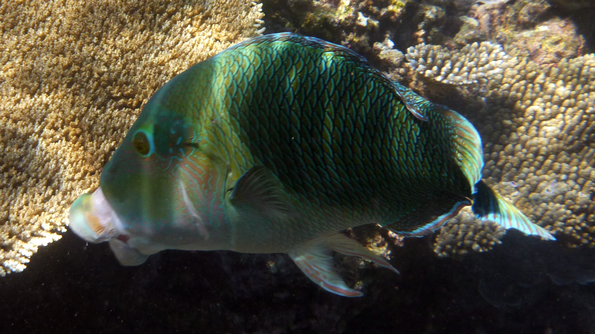 Streifen-Bannerlippfisch - Hemigymnus fasciatus