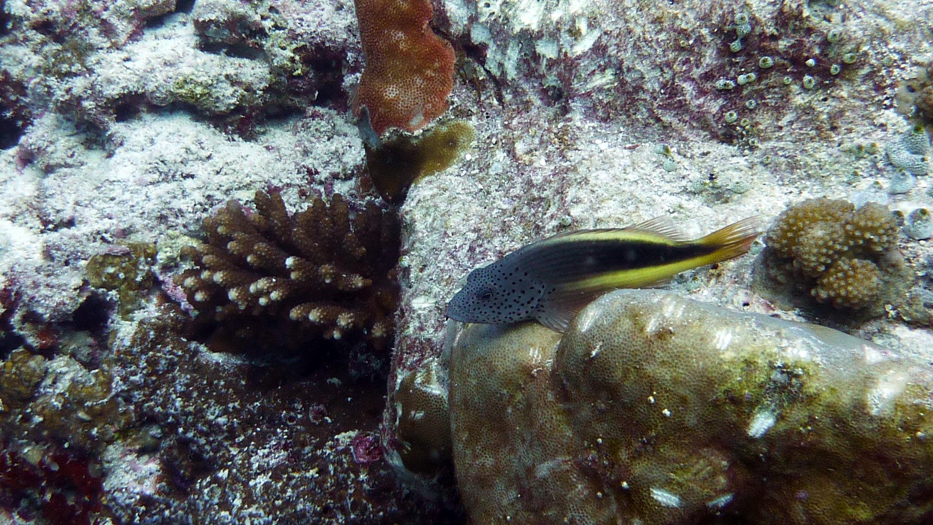 Gestreifter Korallenwächter - Paracirrhites forsteri