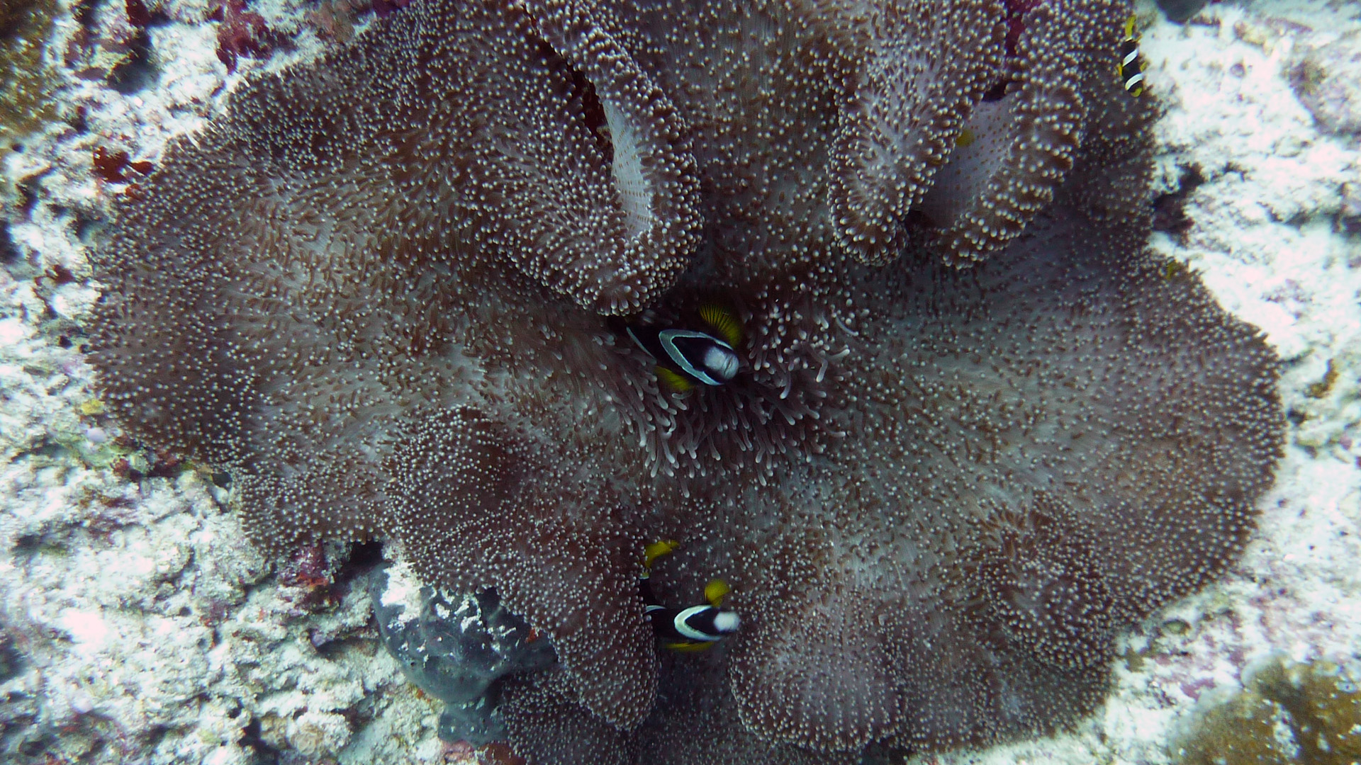 Clarks Anemonenfisch - Amphiprion clarkii