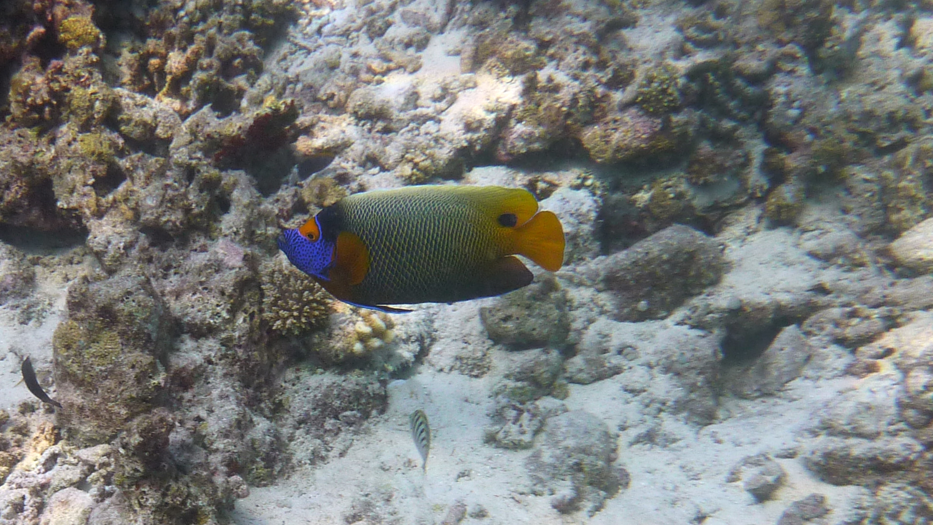 Blaukopf-Kaiserfisch - Pomacanthus xanthometopon