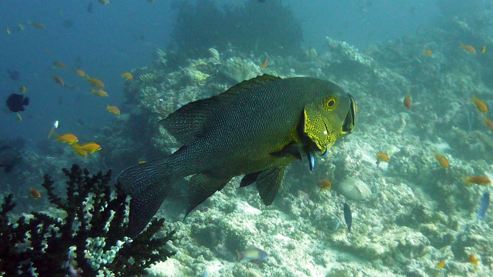 Gelbaugen-Schnapper - Macolor macularis