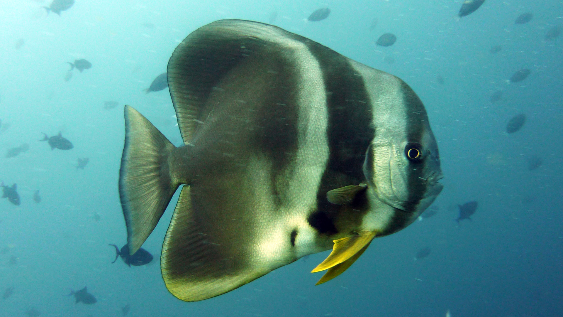 Langflossen-Fledermausfisch - Platax teira