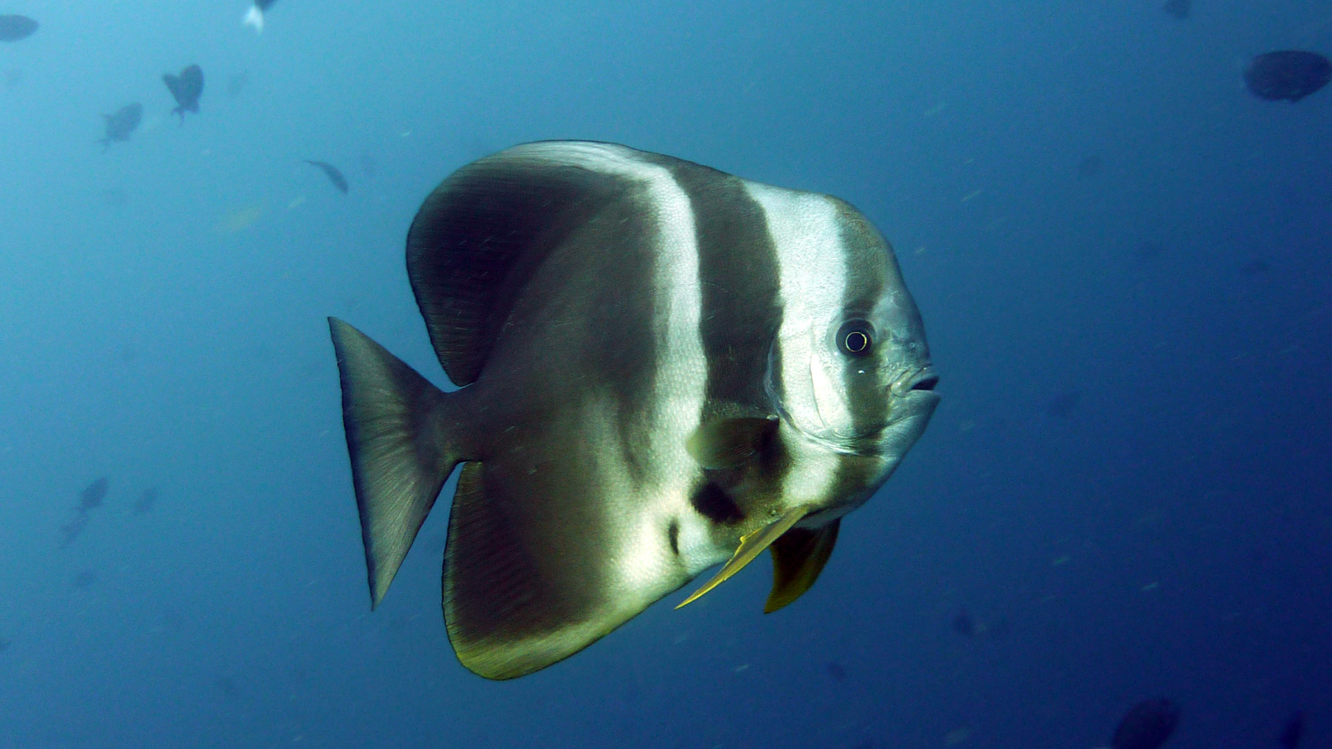 Langflossen-Fledermausfisch - Platax teira