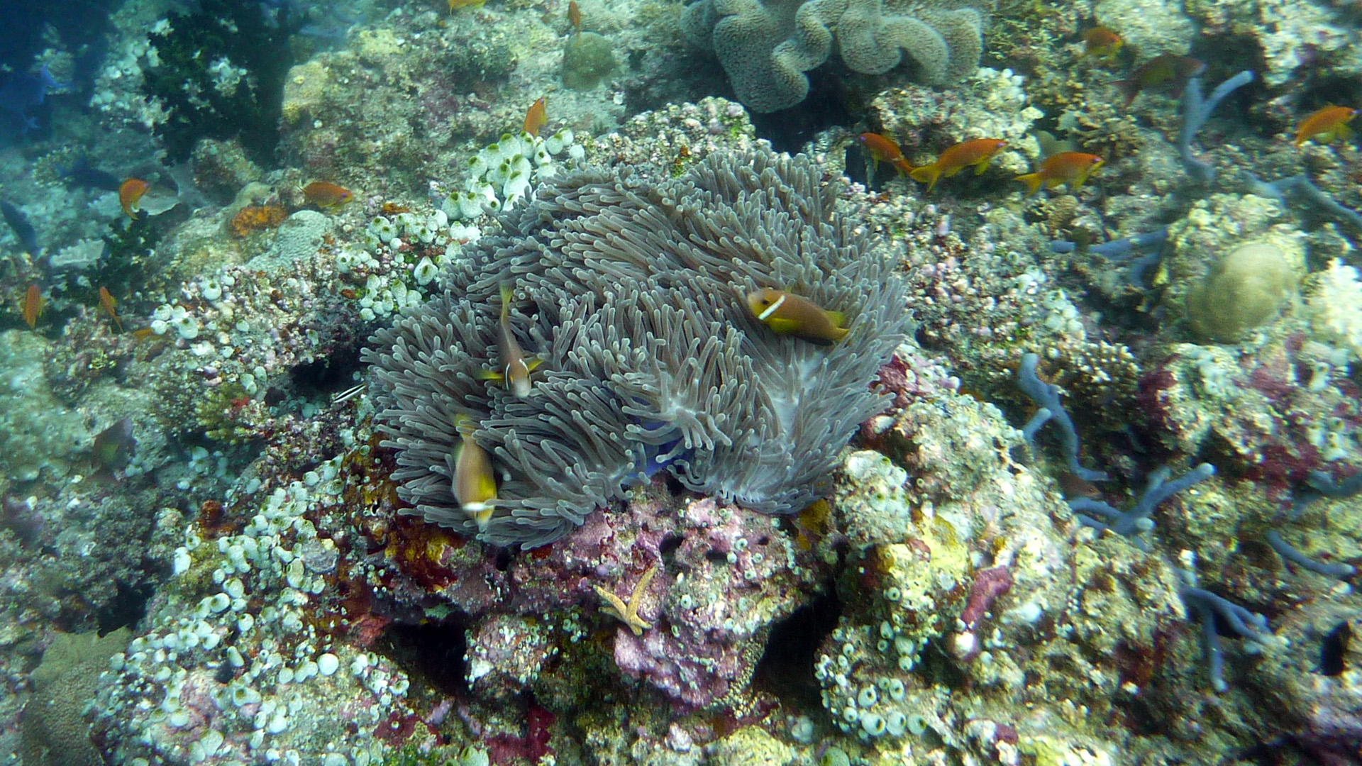 Malediven-Anemonenfisch - Amphiprion nigripes