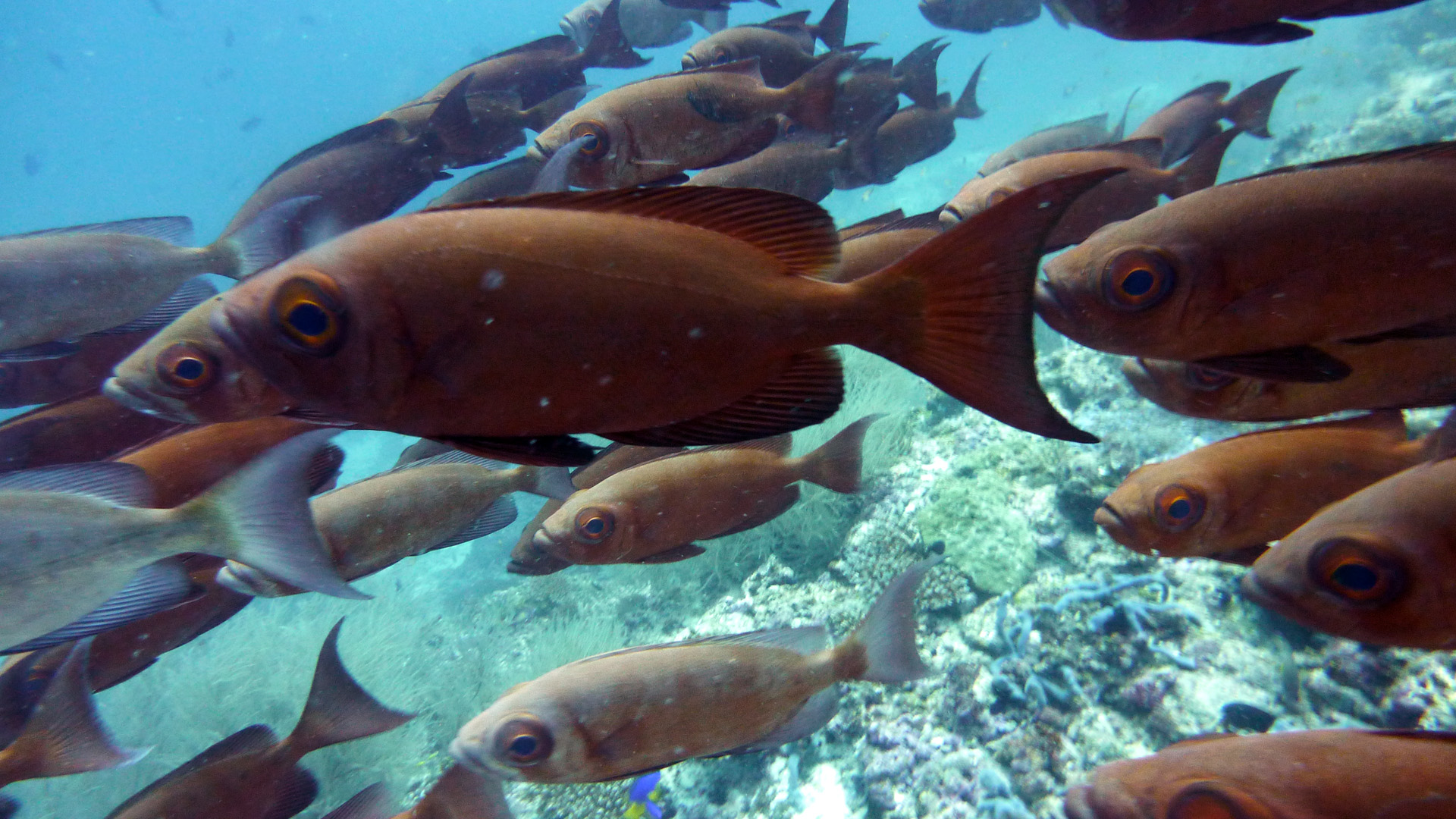 Soldatenfische im Anmarsch