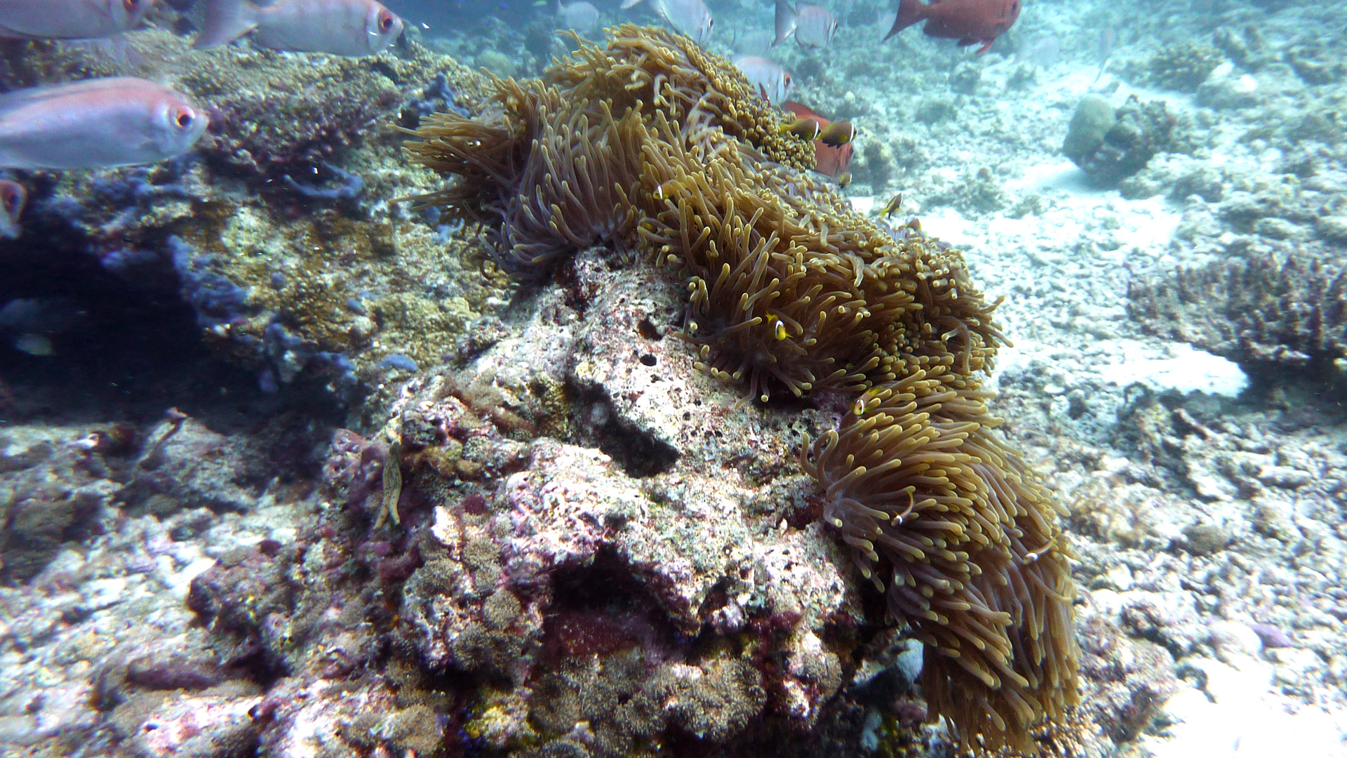 Malediven-Anemonenfisch - Amphiprion nigripes