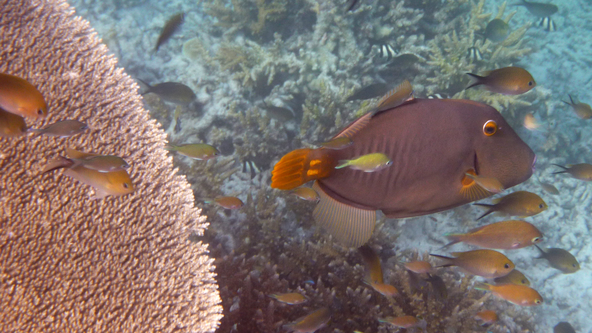 Orangestreifen-Drückerfisch - Balistapus undulatus