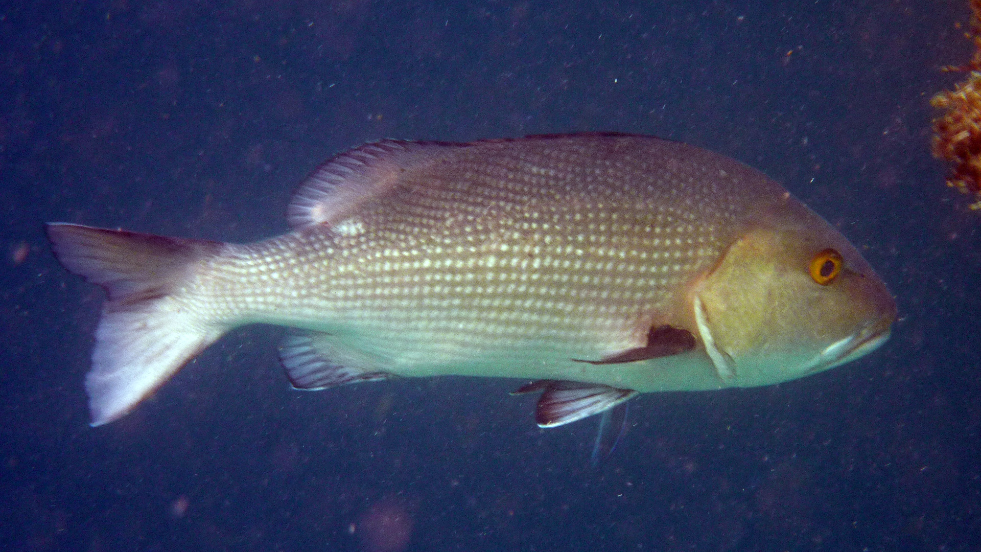 Schwarzer Schnapper - Macolor niger