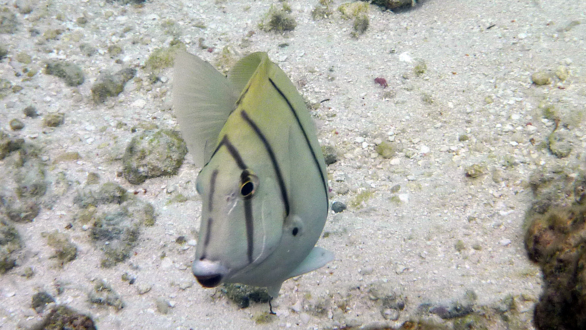 Sträflings-Doktorfisch - Acanthurus triostegus