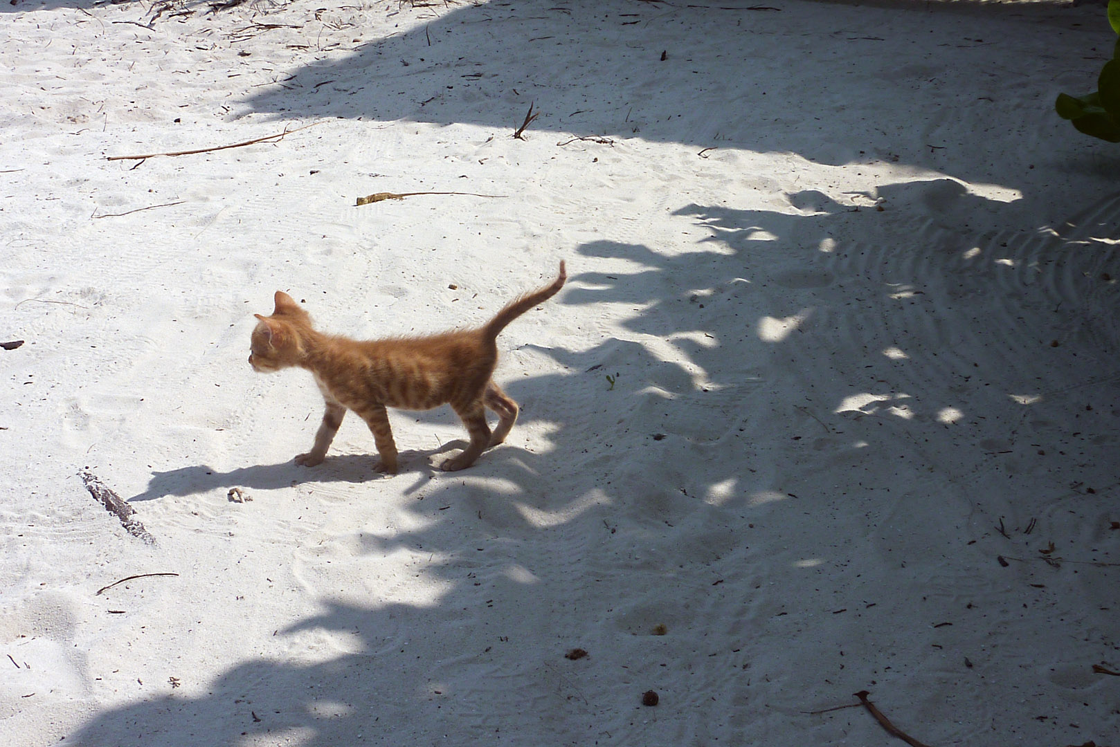 Der Inselkater Ginger