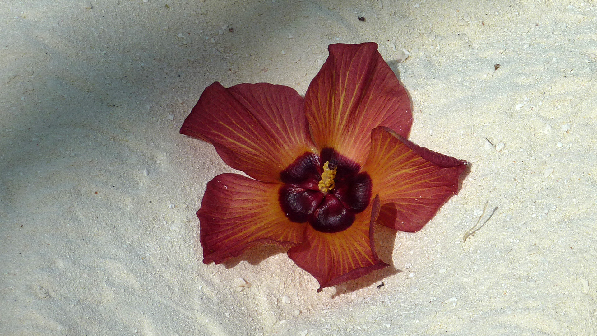 Blume