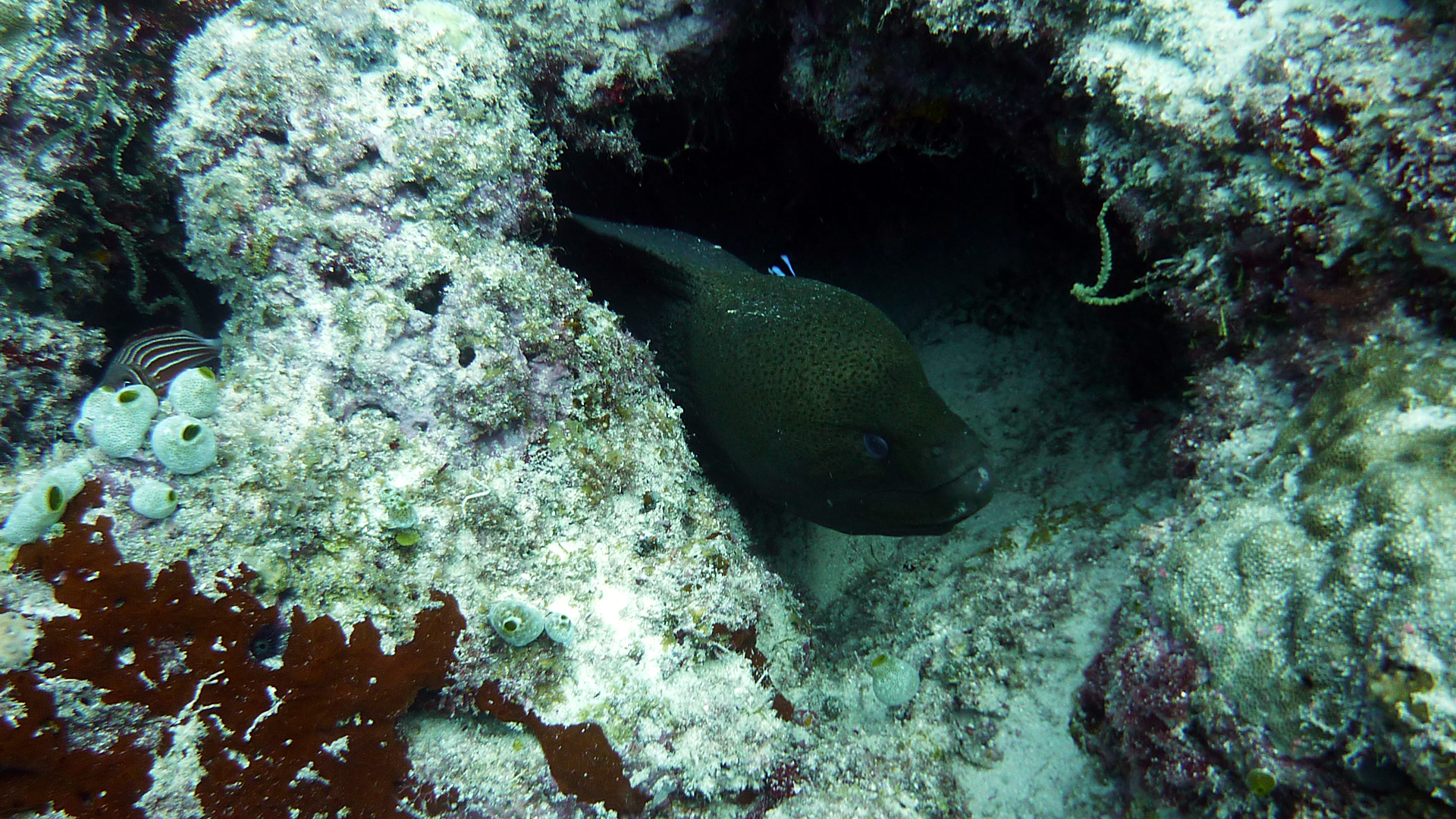 Rußkopf-Muräne - Gymnothorax flavimarginatus