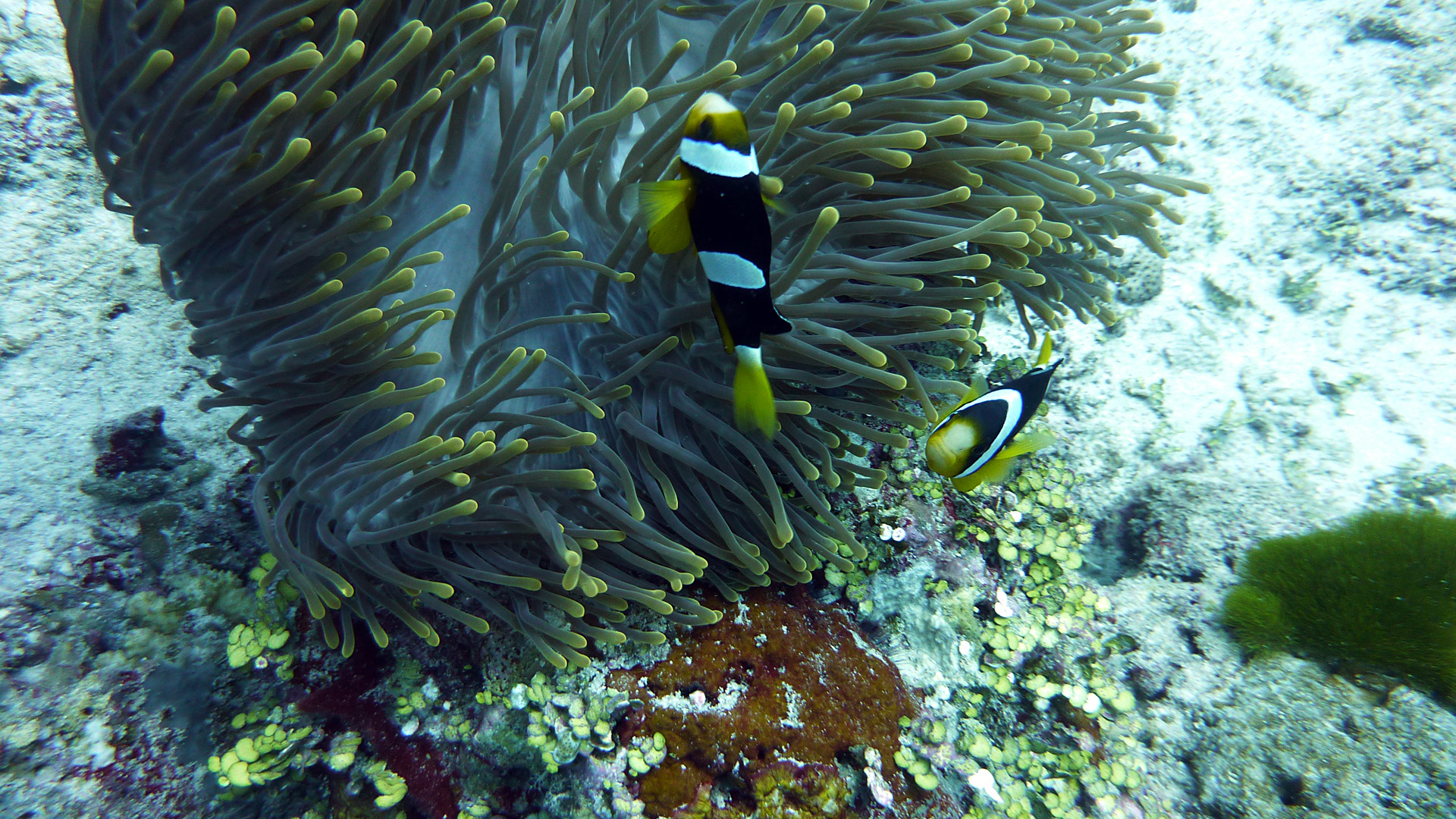 Clarks Anemonenfisch - Amphiprion clarkii