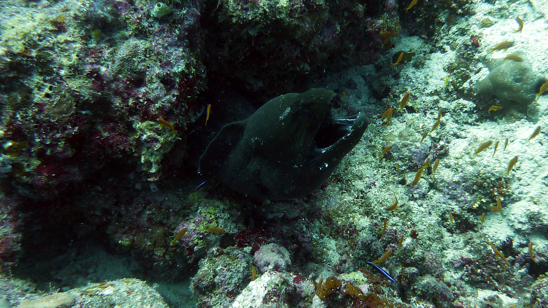 Riesen-Muräne - Gymnothorax javanicus