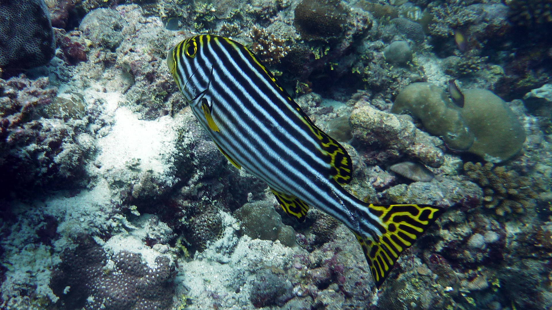 Orient-Süßlippe - Plectorhinchus orientalis