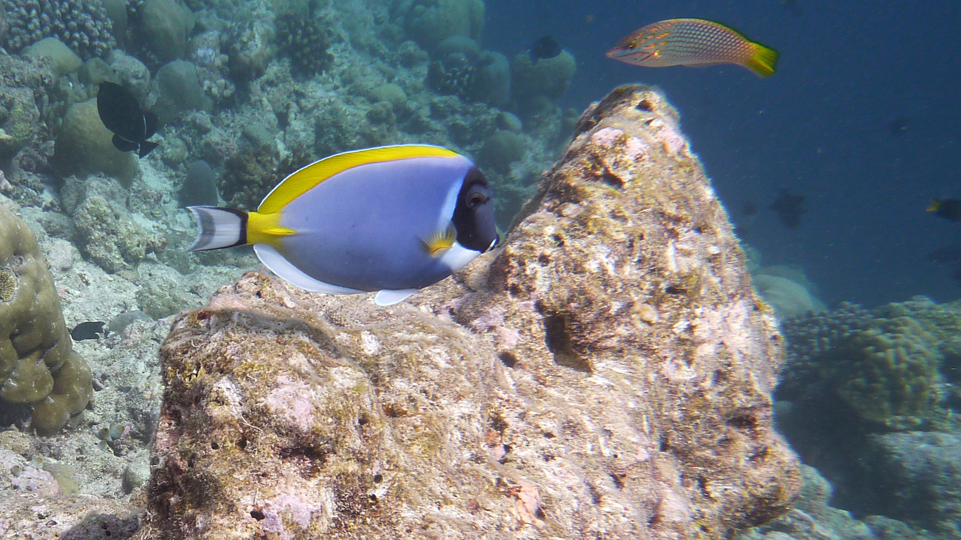 Weißkehl-Doktorfisch - Acanthurus leucosternon