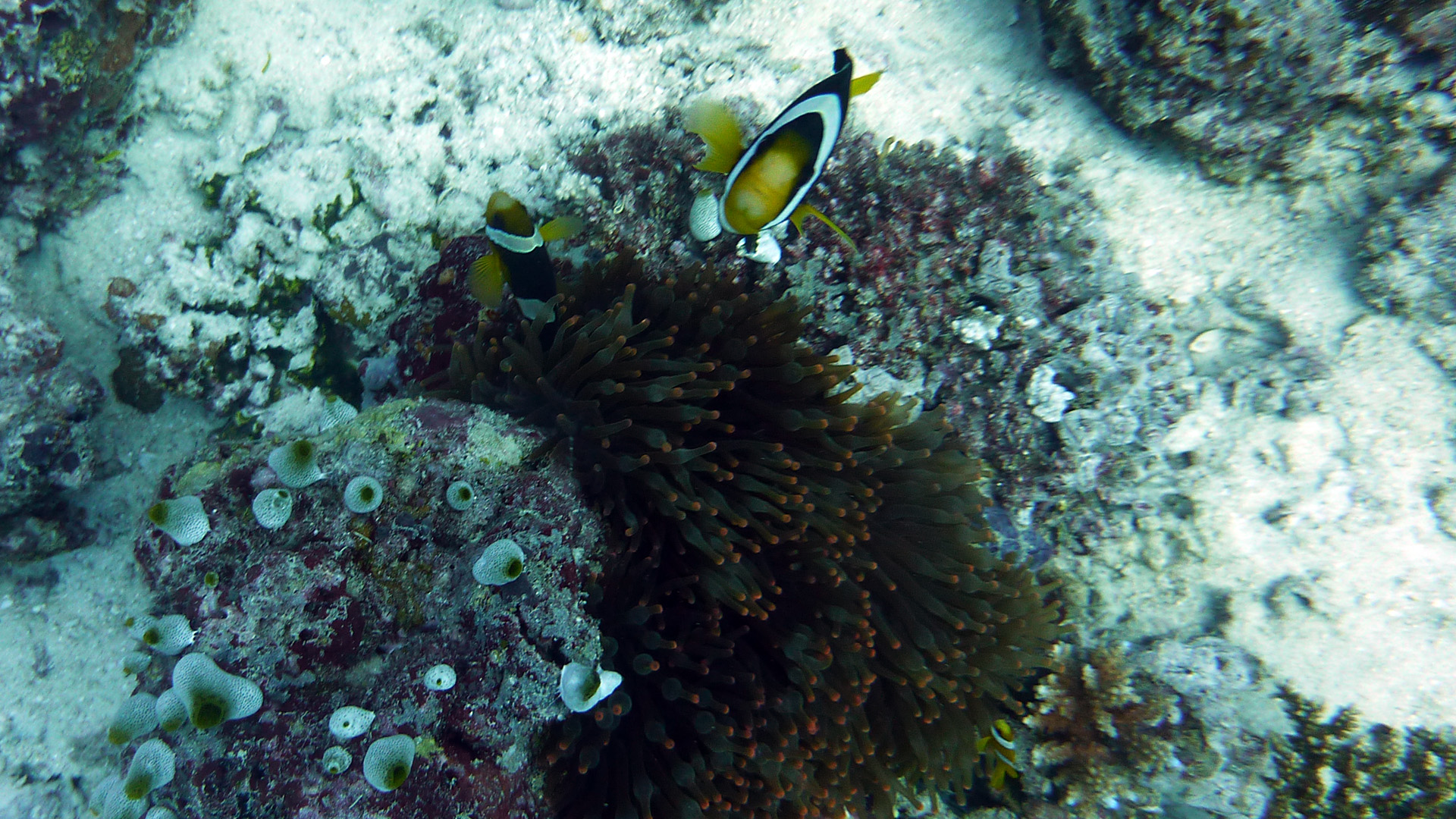 Clarks Anemonenfisch - Amphiprion clarkii