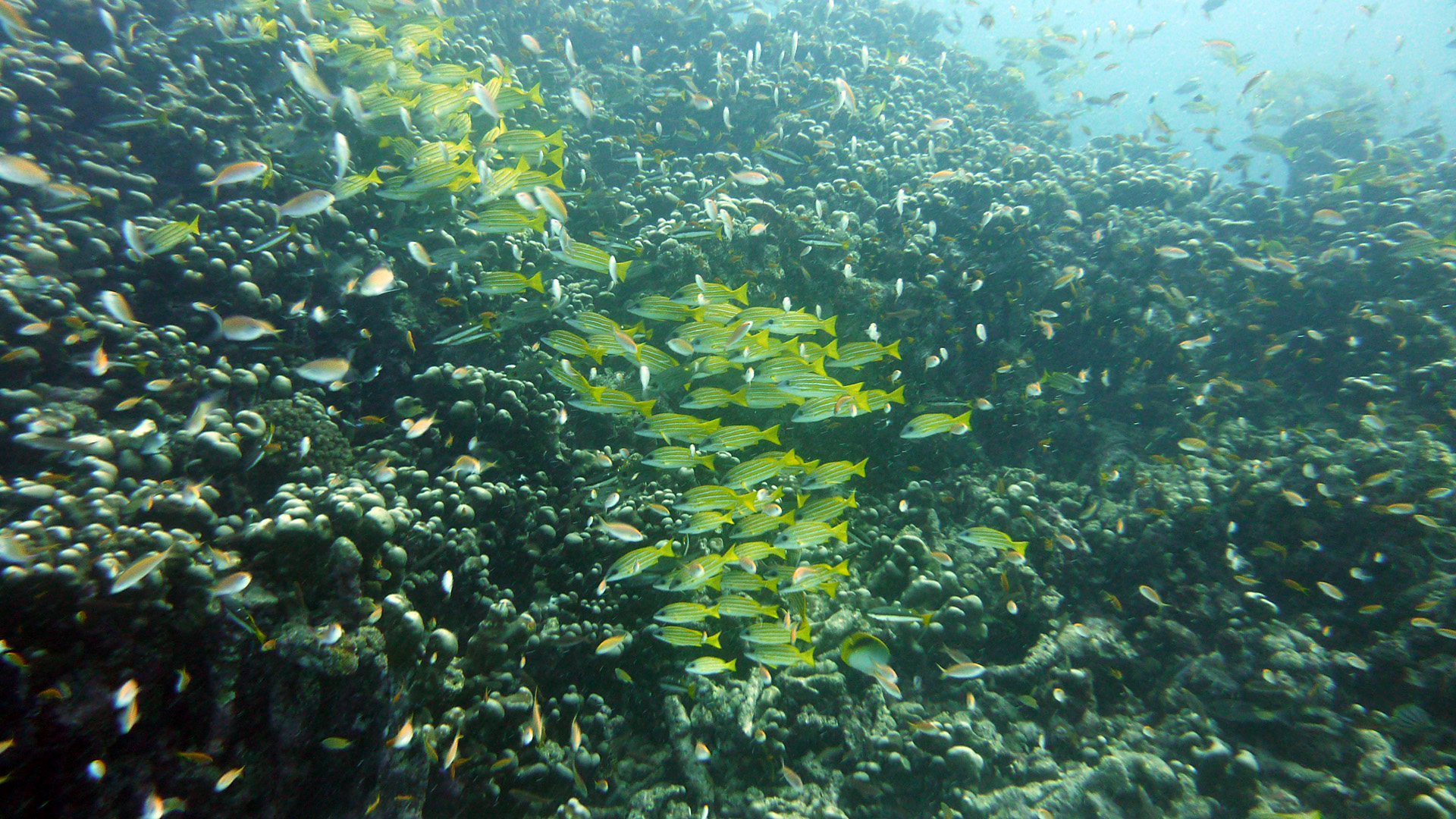 Blaustreifen-Schnapper - Lutjanus kasmira