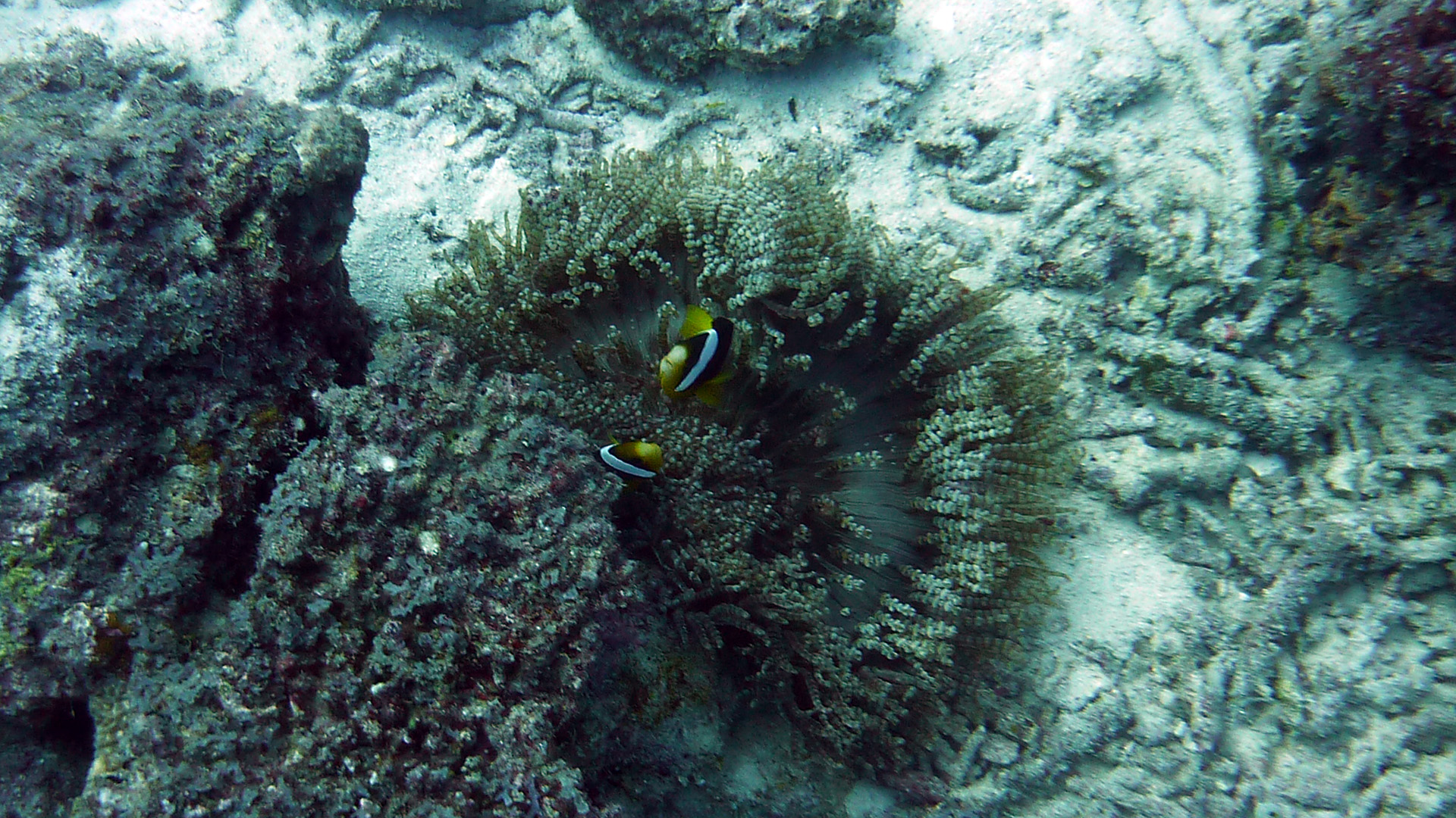 Clarks Anemonenfisch - Amphiprion clarkii