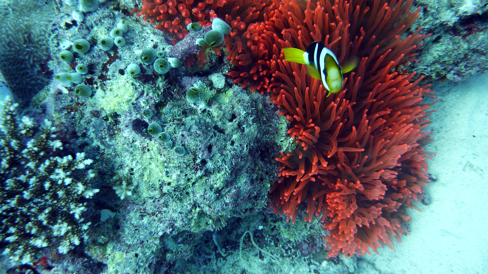 Clarks Anemonenfisch - Amphiprion clarkii