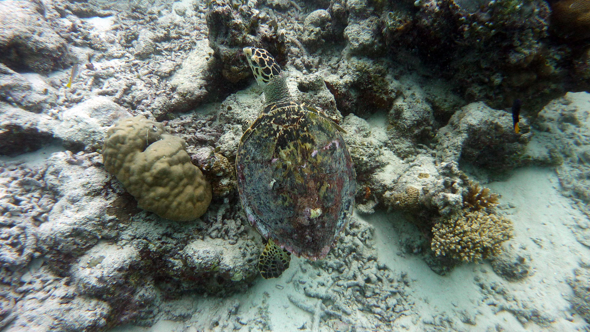Echte Karettschildkröte - Eretmochelys imbricata