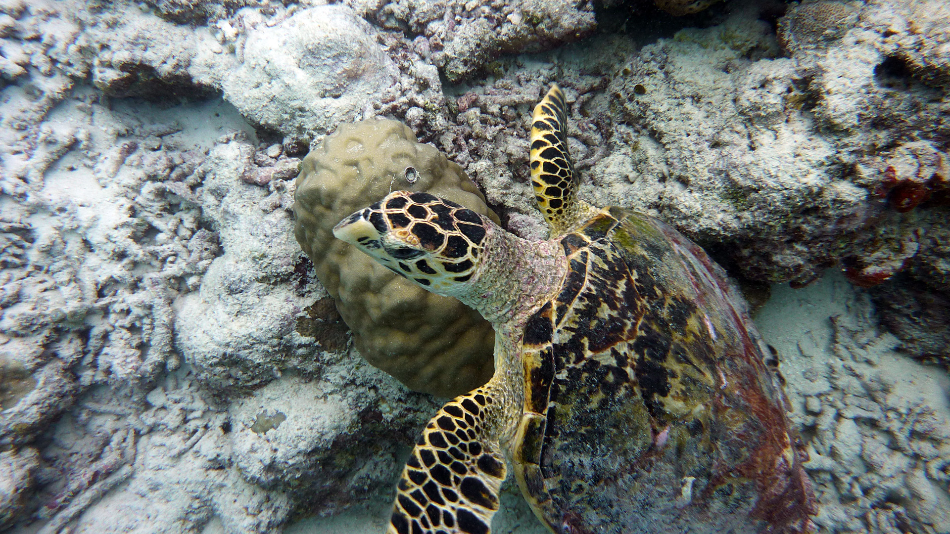 Echte Karettschildkröte - Eretmochelys imbricata