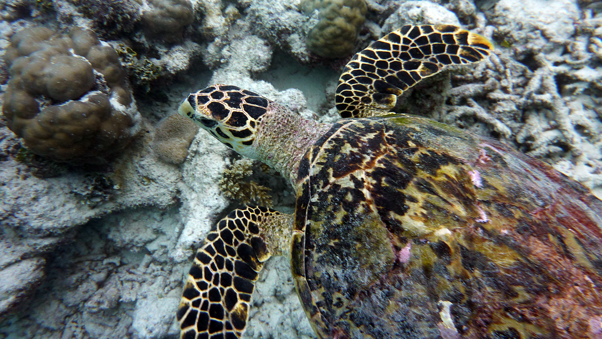 Echte Karettschildkröte - Eretmochelys imbricata