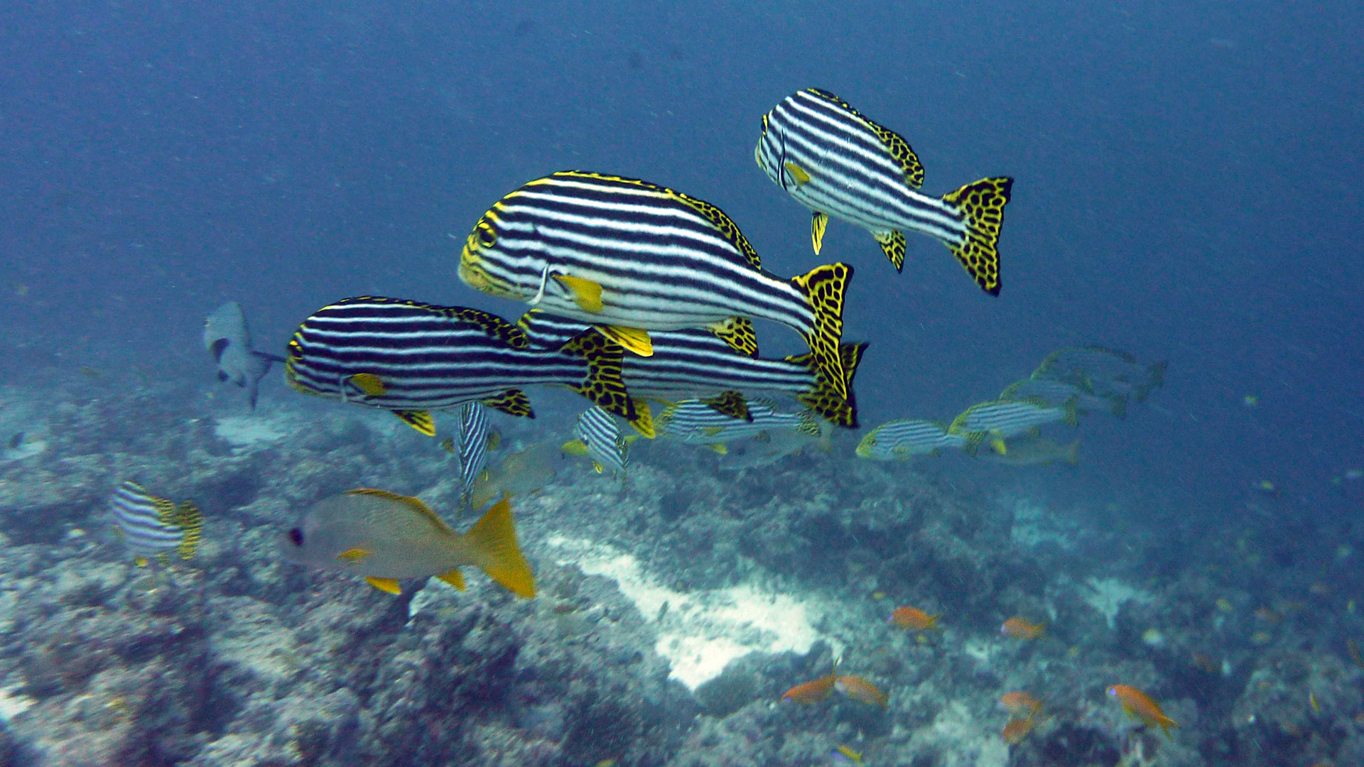 Orient-Süßlippe - Plectorhinchus orientalis