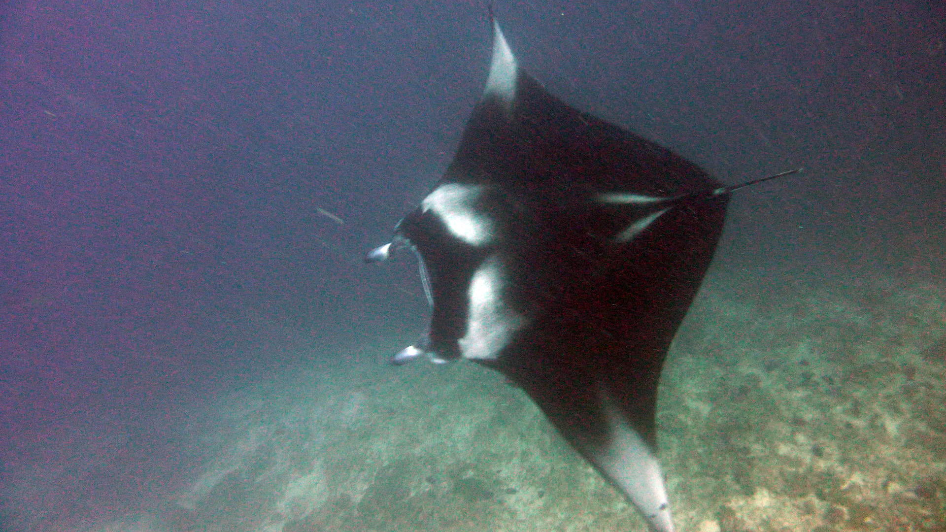 Manta - Manta birostris