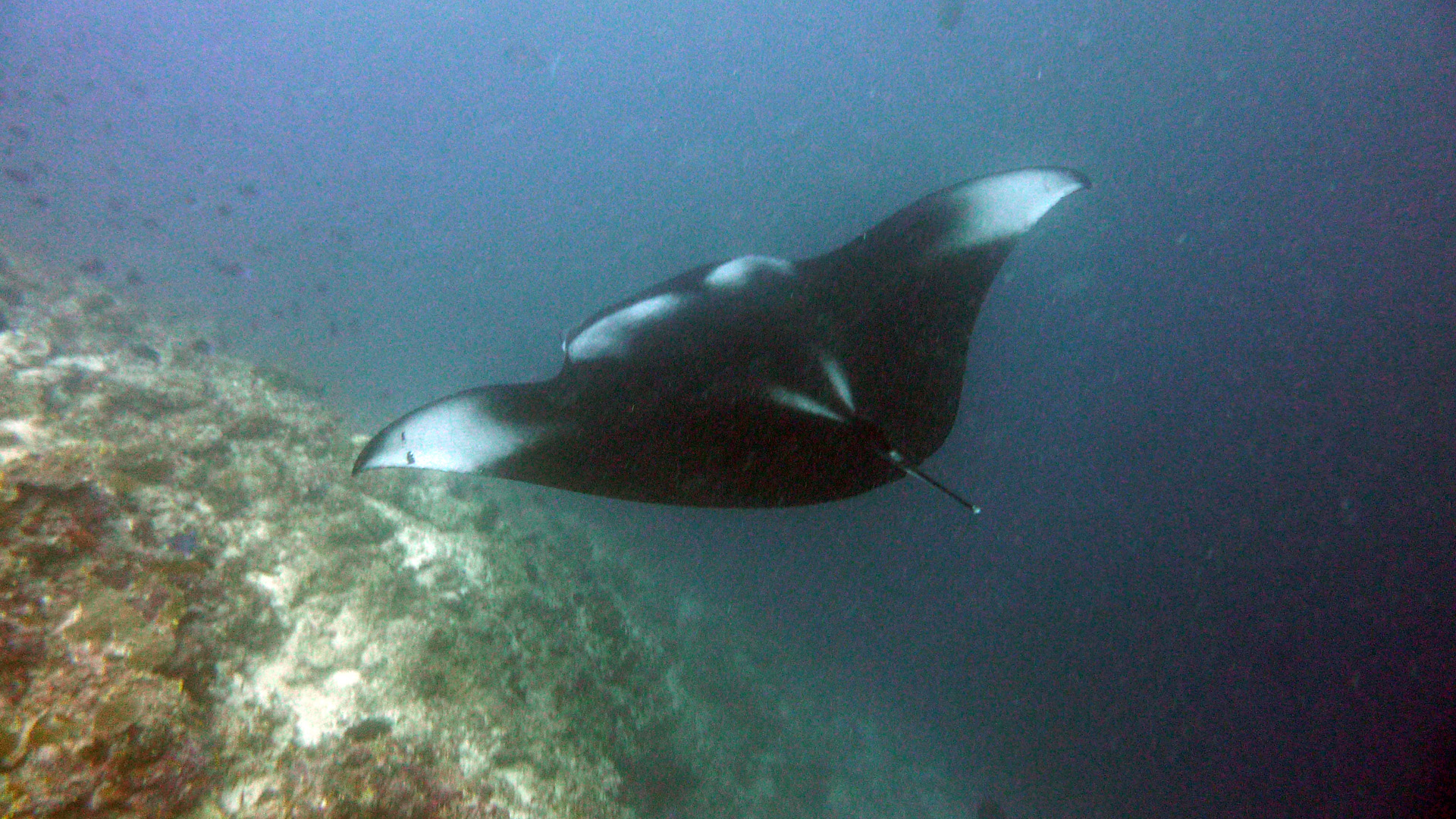 Manta - Manta birostris