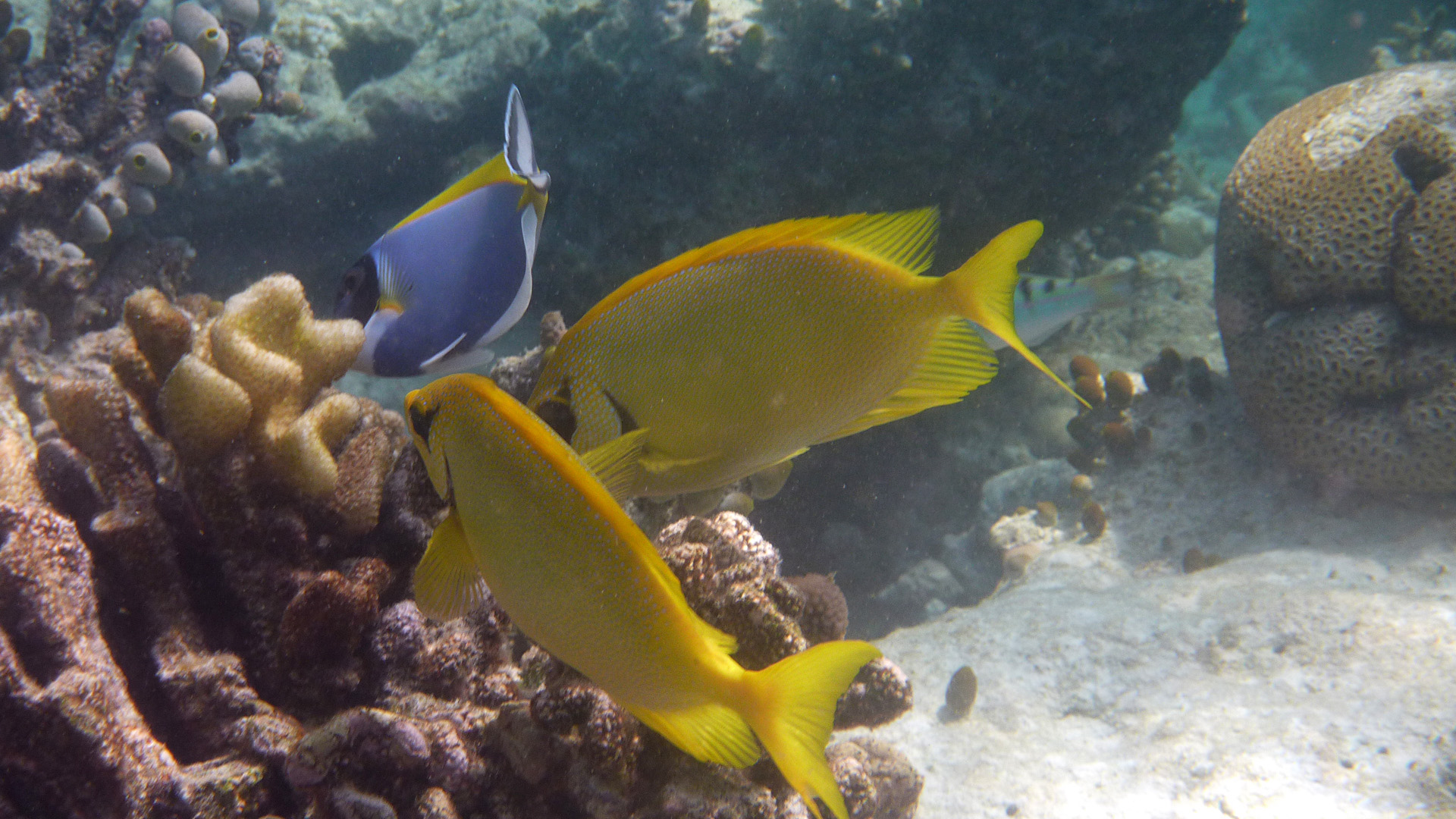 Korallen-Kaninchenfisch - Siganus corallinus