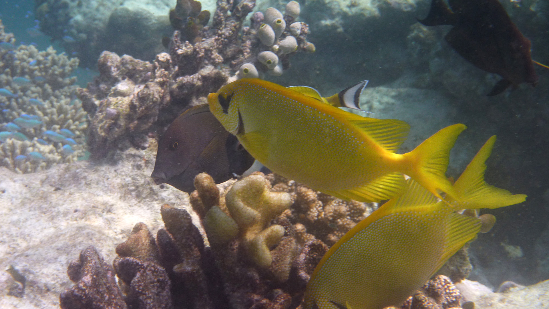 Korallen-Kaninchenfisch - Siganus corallinus