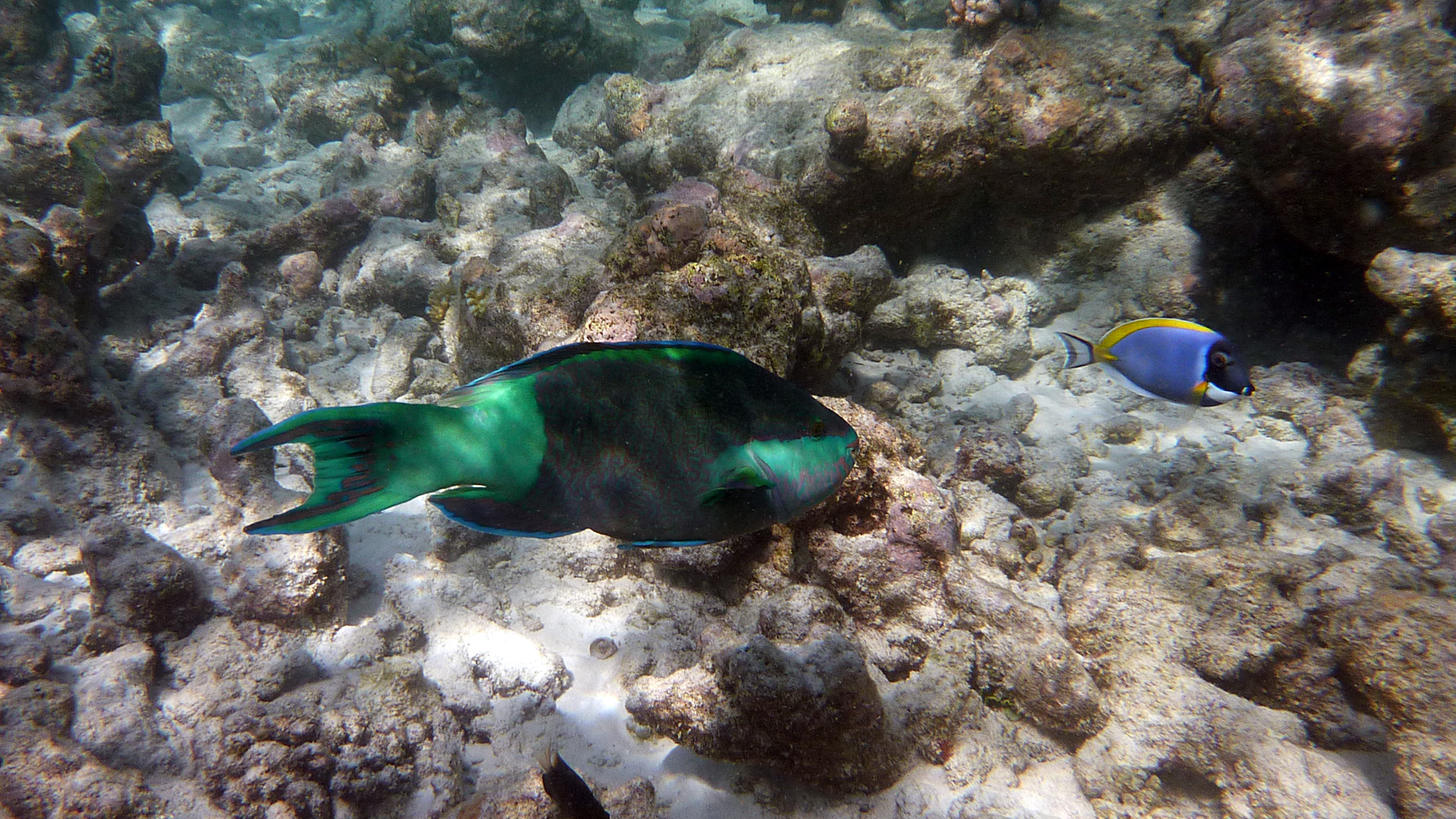 Grünbürzel-Papageifisch - Scarus frenatus