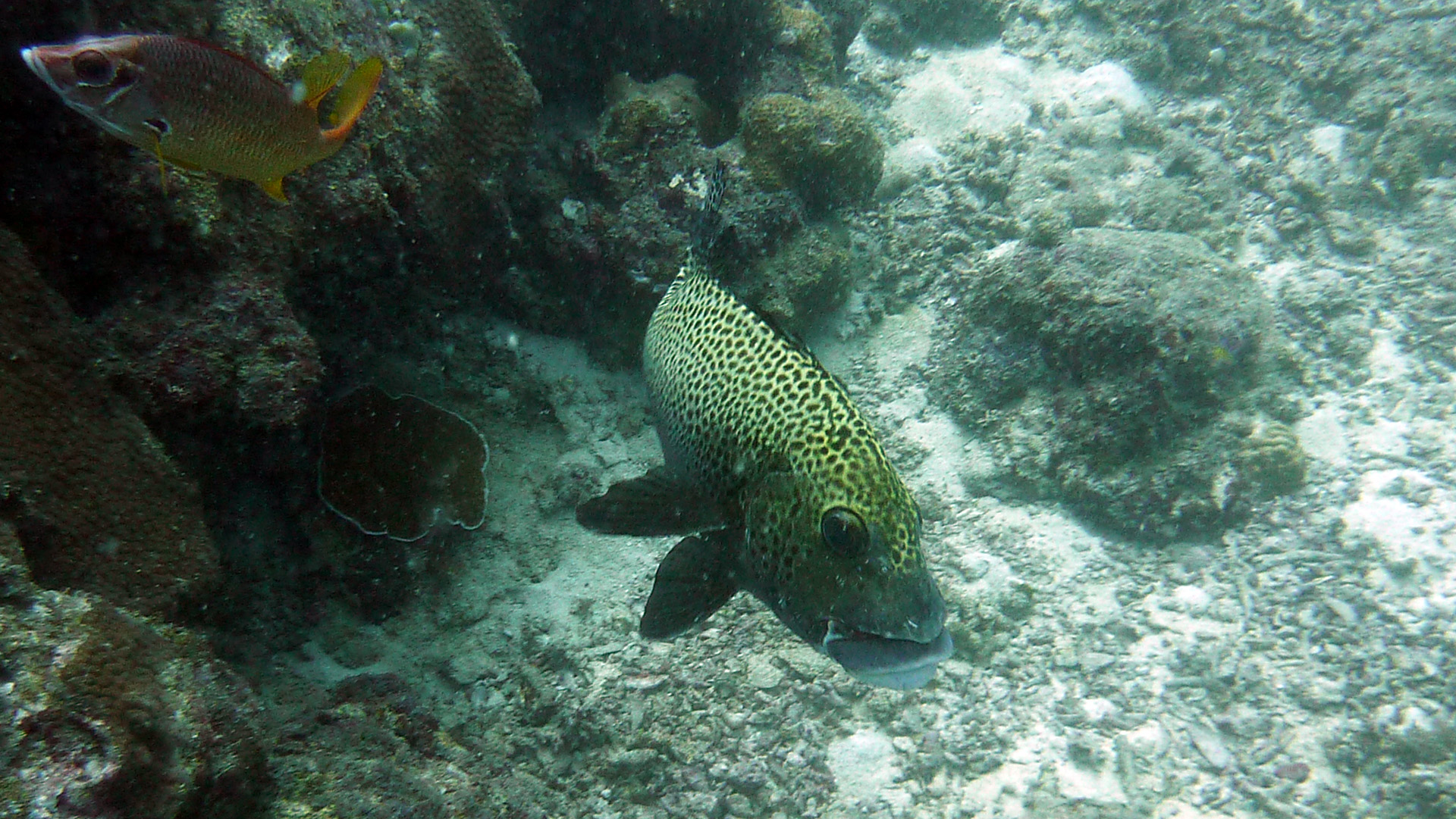 Harlekin-Süßlippe - Plectorhinchus chaetodontoides