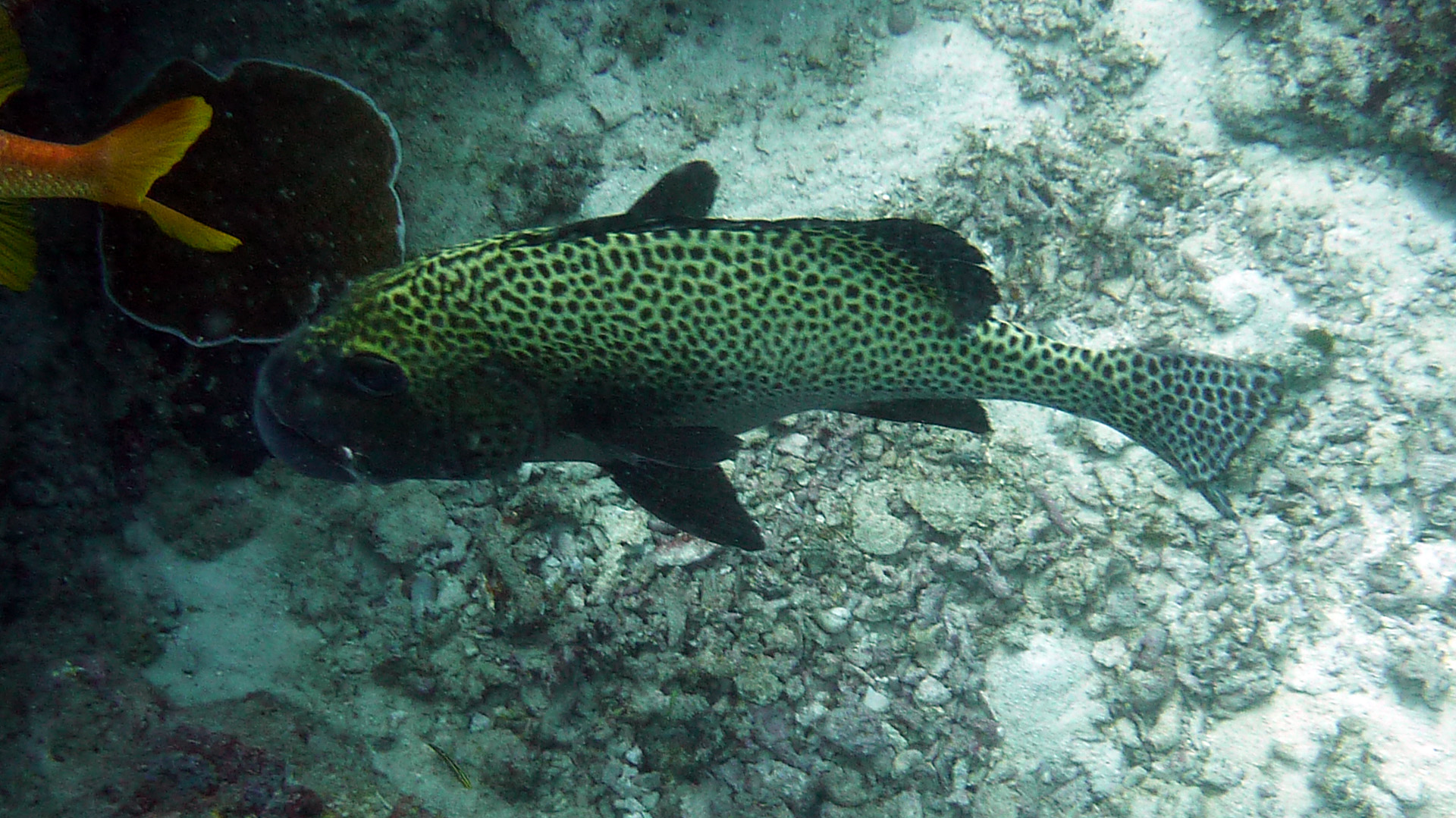 Harlekin-Süßlippe - Plectorhinchus chaetodontoides